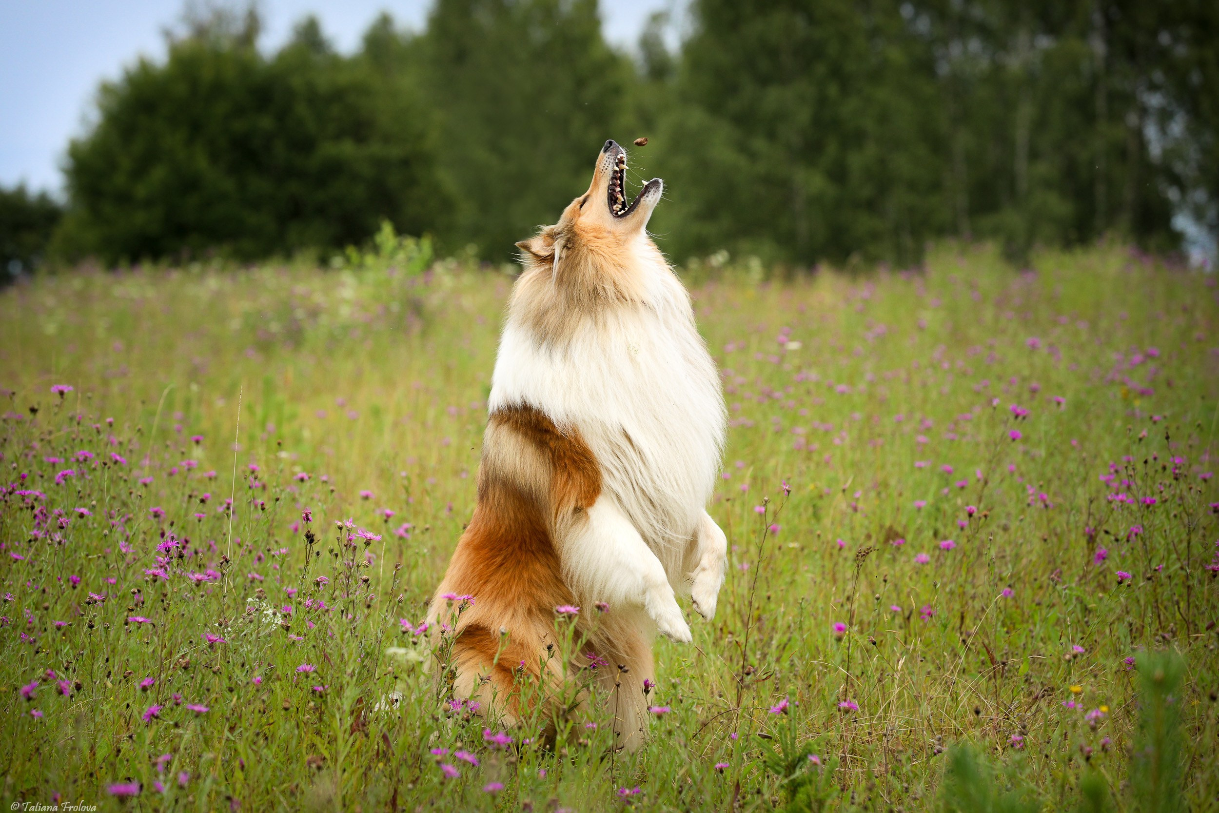 Фотопрогулка для нескольких собак загородом. Фотограф-анималист в Москве и Московской области Татьяна Фролова