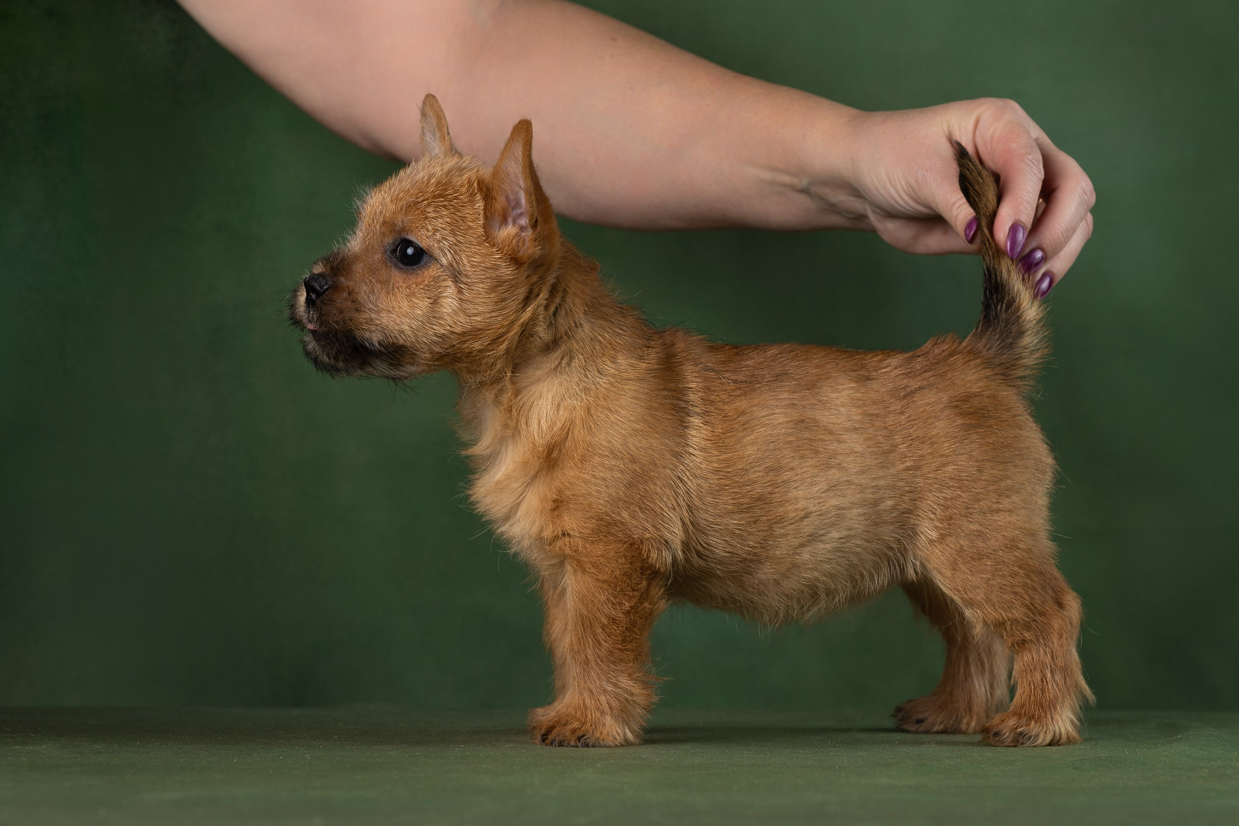 Фотосъемка щенков норвич-терьера в питомнике Москва и область. Фотограф-анималист в Москве и Московской области Татьяна Фролова
