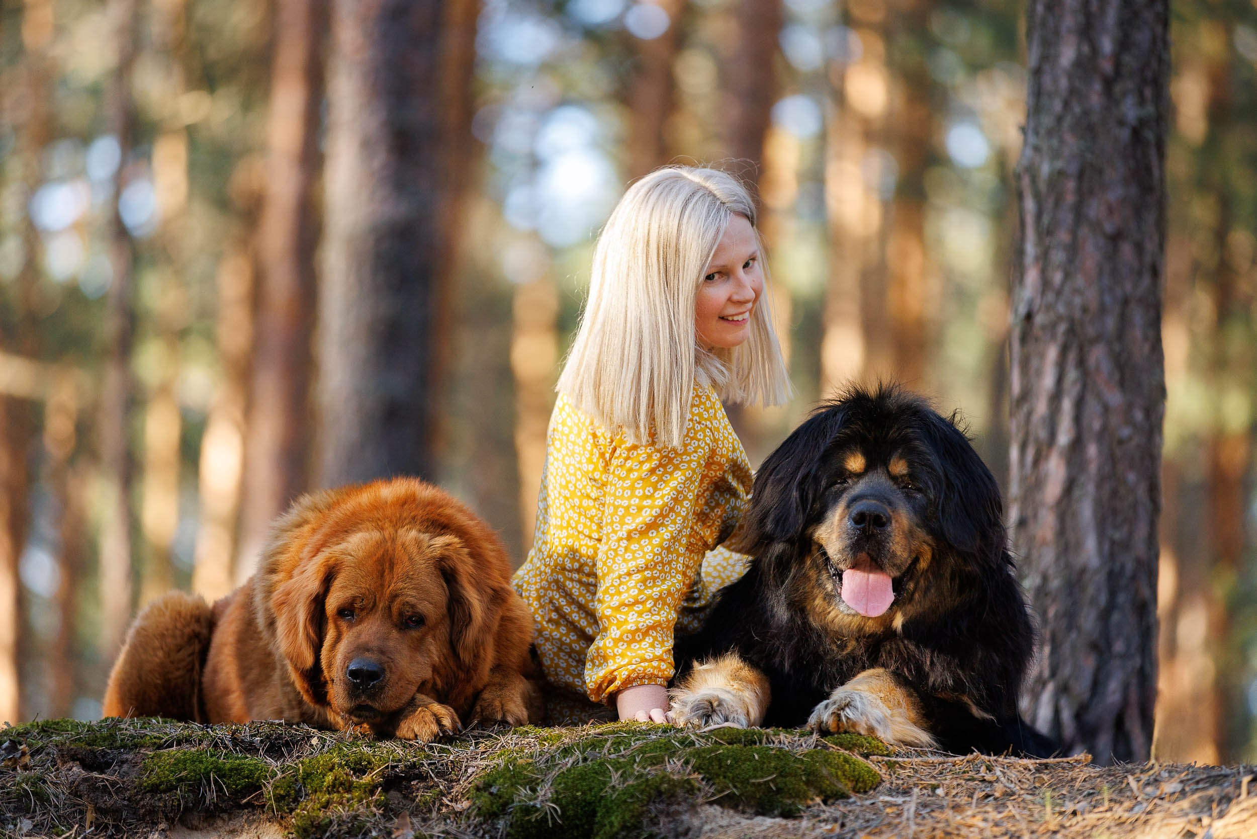 Фотосессия с тибетскими мастифами и бишон фризе. Фотограф-анималист в Москве и Московской области Татьяна Фролова
