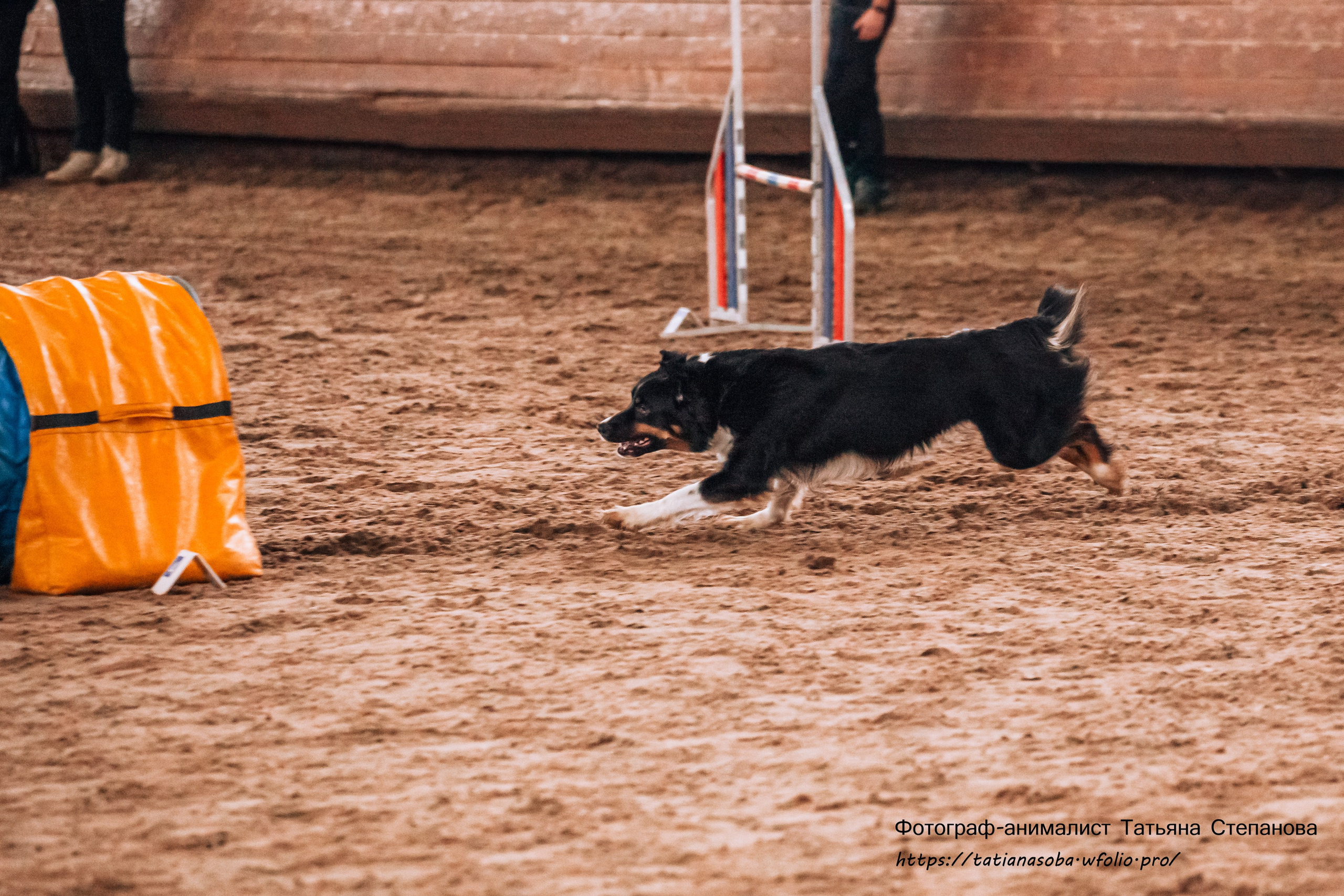Соревнования по Аджилити 25.02.2024. Фотограф-анималист Татьяна Степанова