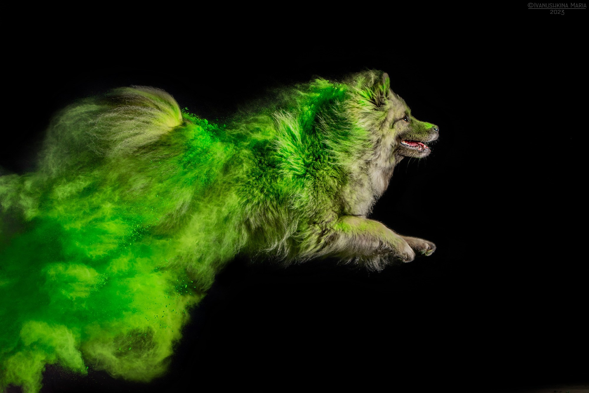 Фотосессия собаки с красками холи. Фотограф собак в Москве и Московской области Иванушкина Мария