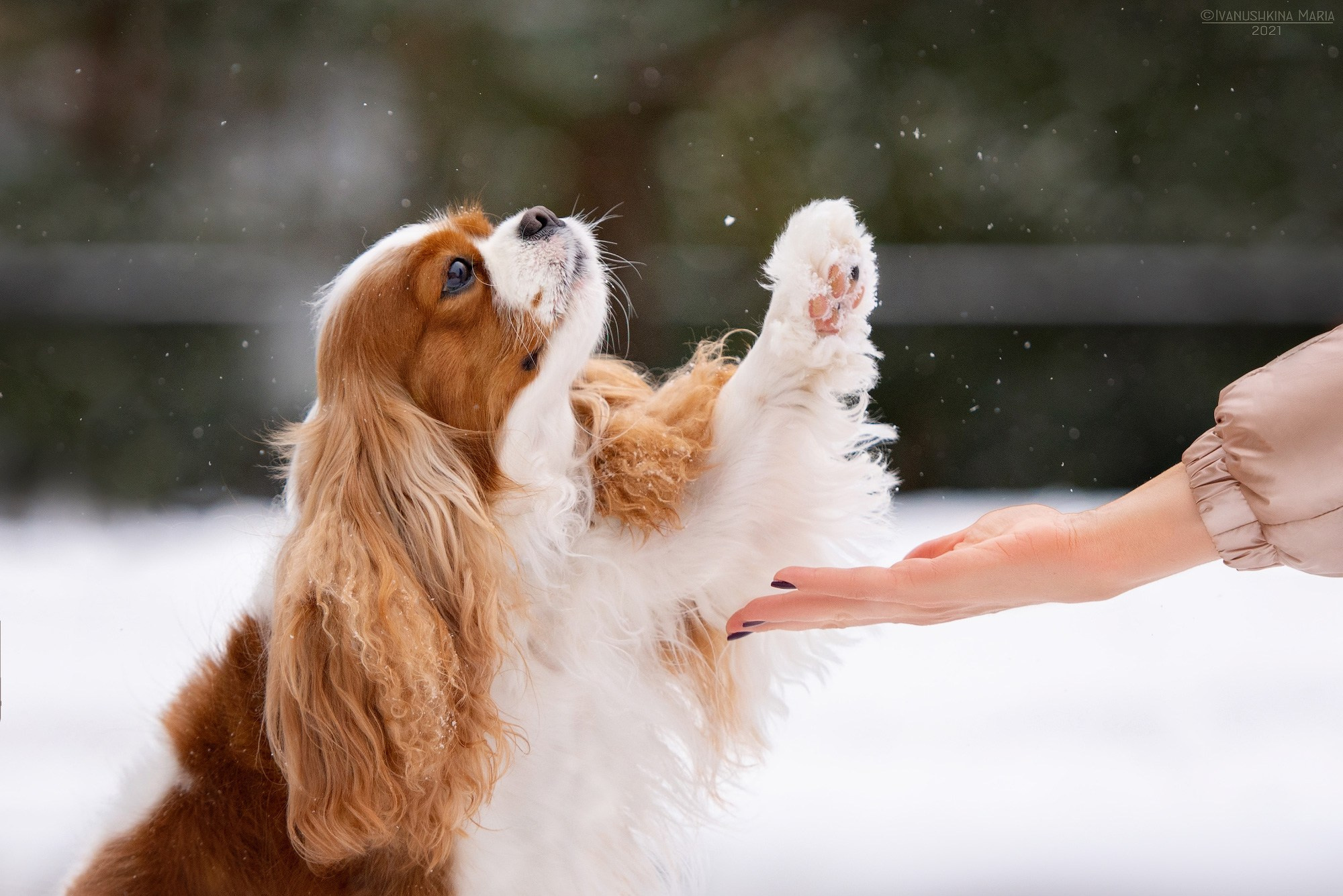 кавалер кинг чарльз спаниель дает лапу