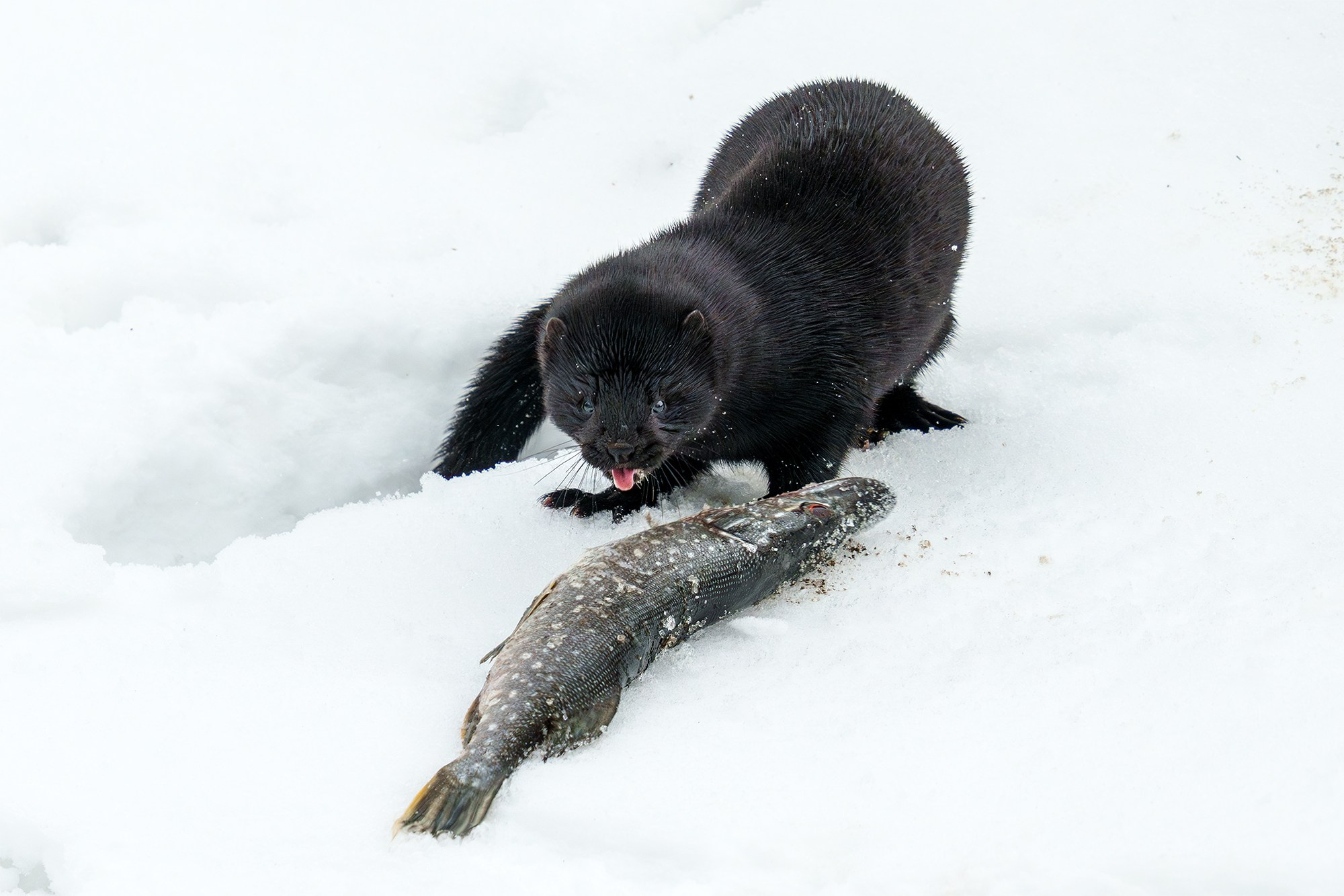 Животные. Ваш личный фотограф Марина Волкова