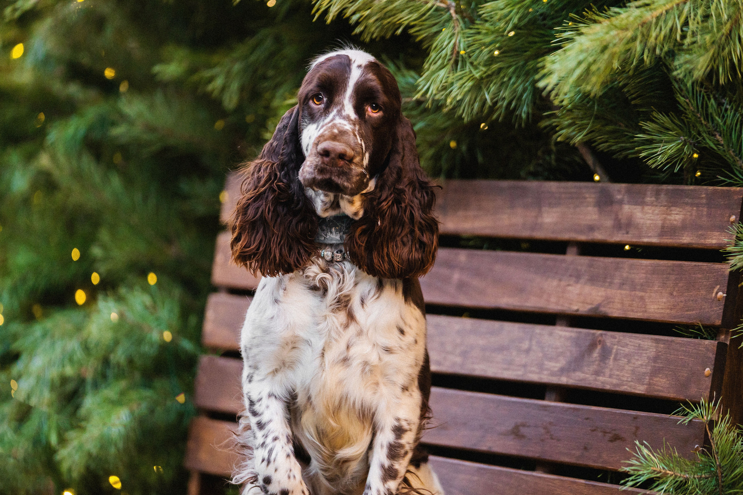 Фотограф-анималист в Красноярске Бец Юлия