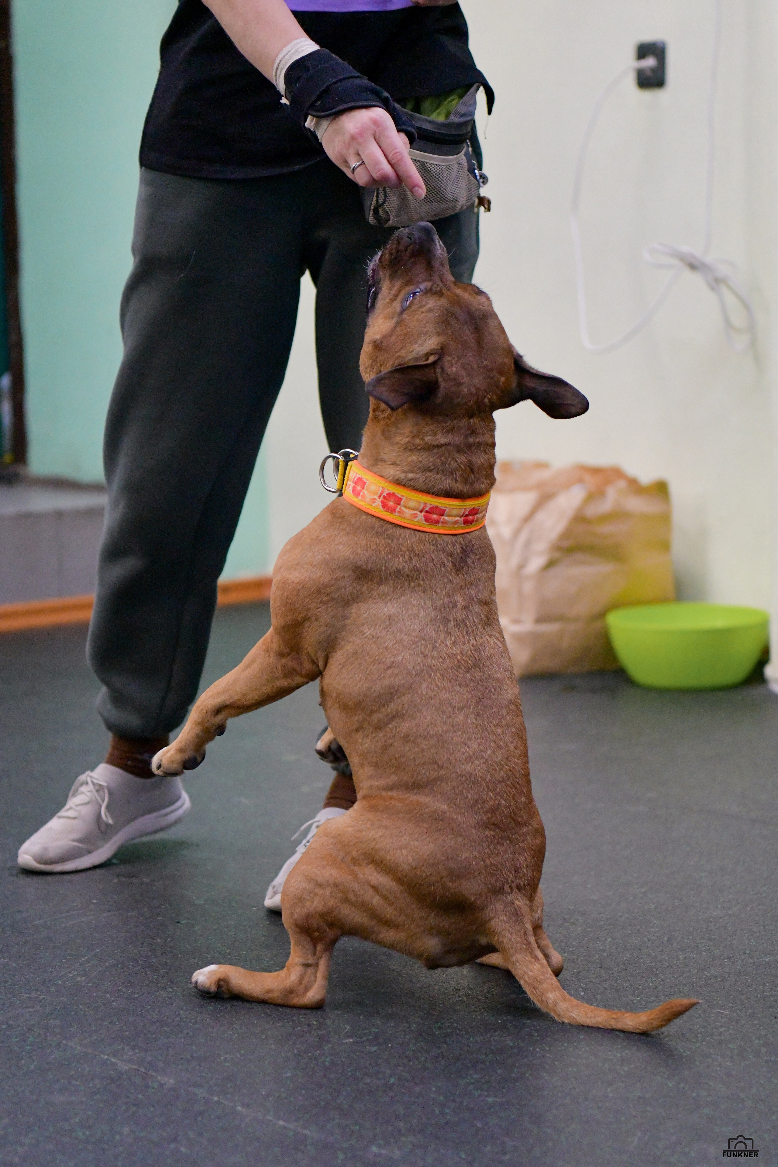 Кинологический клуб «Бодрый хвост». Свой взгляд через объектив
