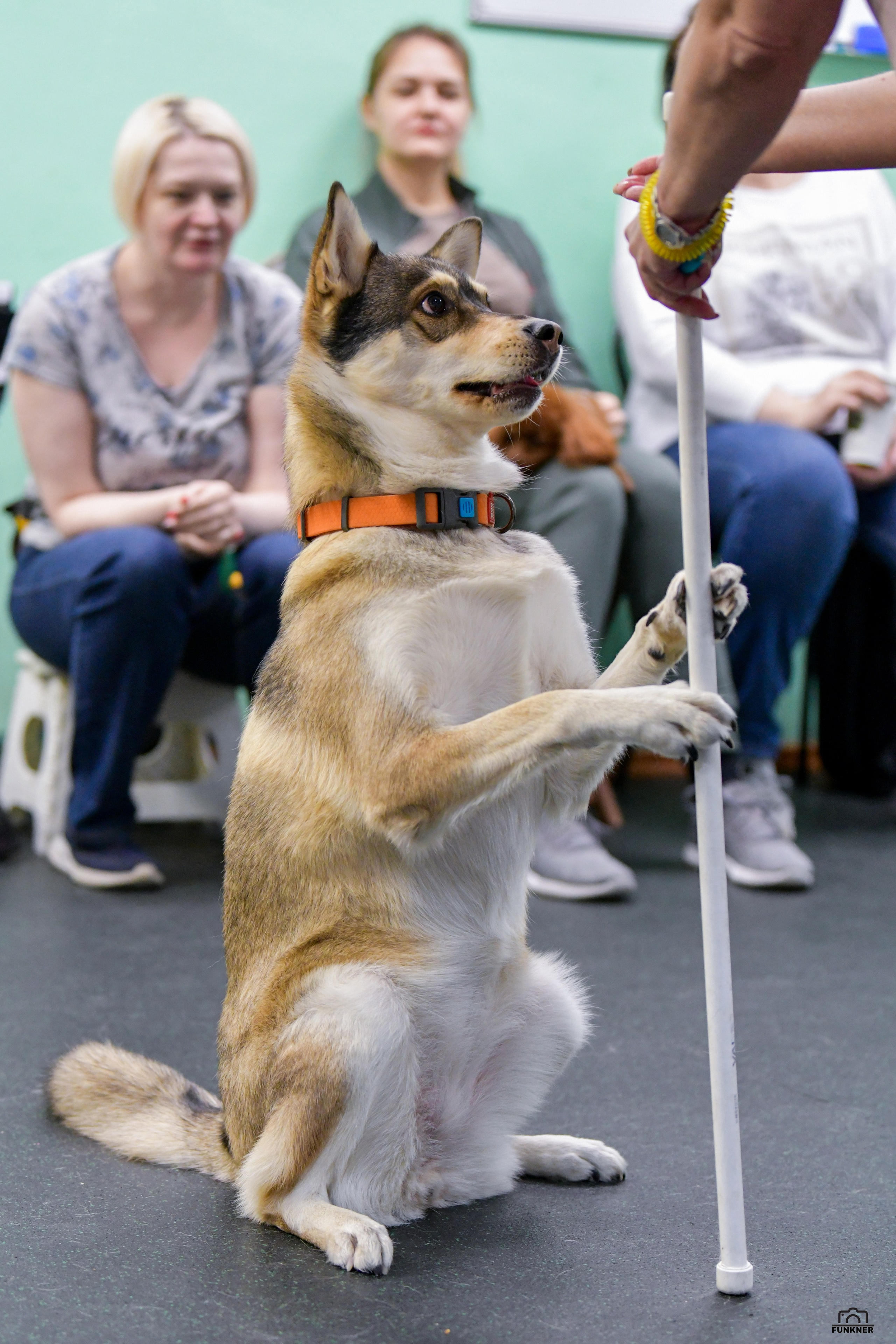 Кинологический клуб «Бодрый хвост». Свой взгляд через объектив