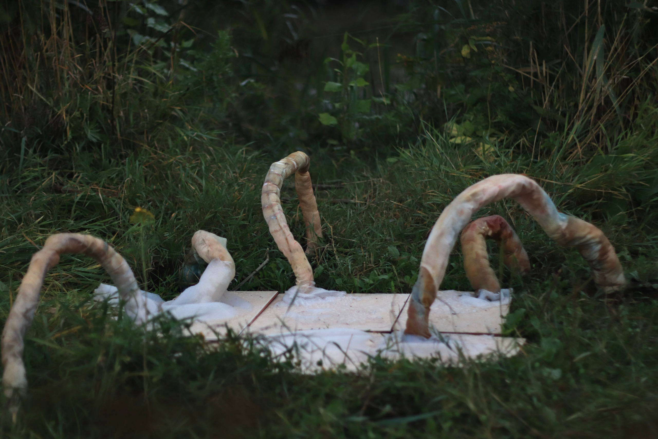 Эволюция непрерывно идет под знаком приспособления: инсталляция. Художница Софья Григорьева