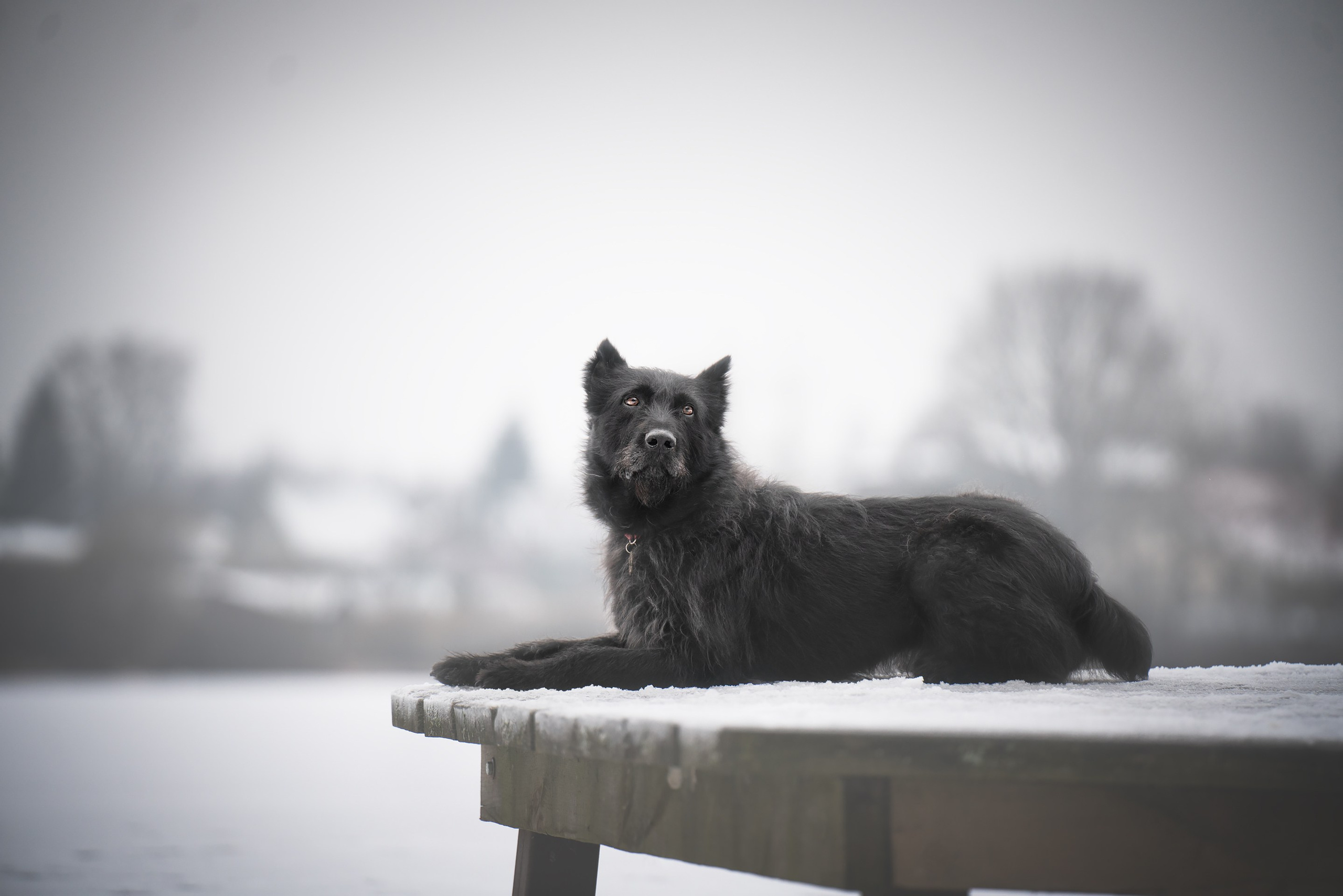 Багир. Фотограф анималист Осипчикова Мария