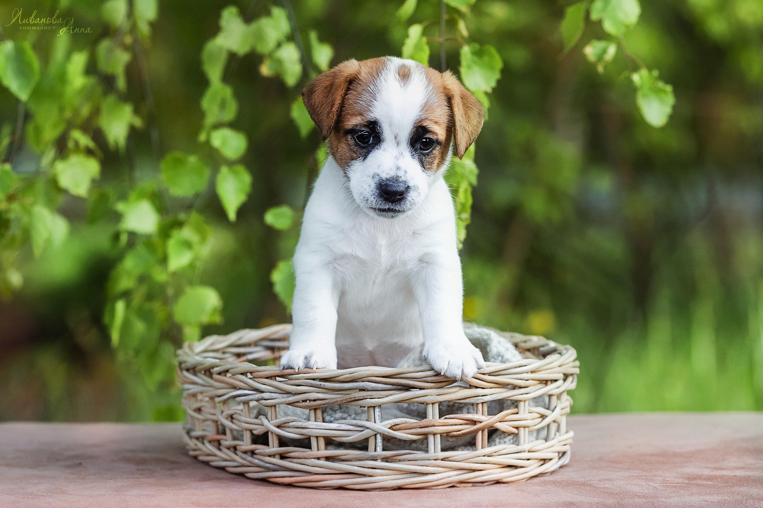 Джеки. Фотограф анималист Аня Ливанова | Рыбинск