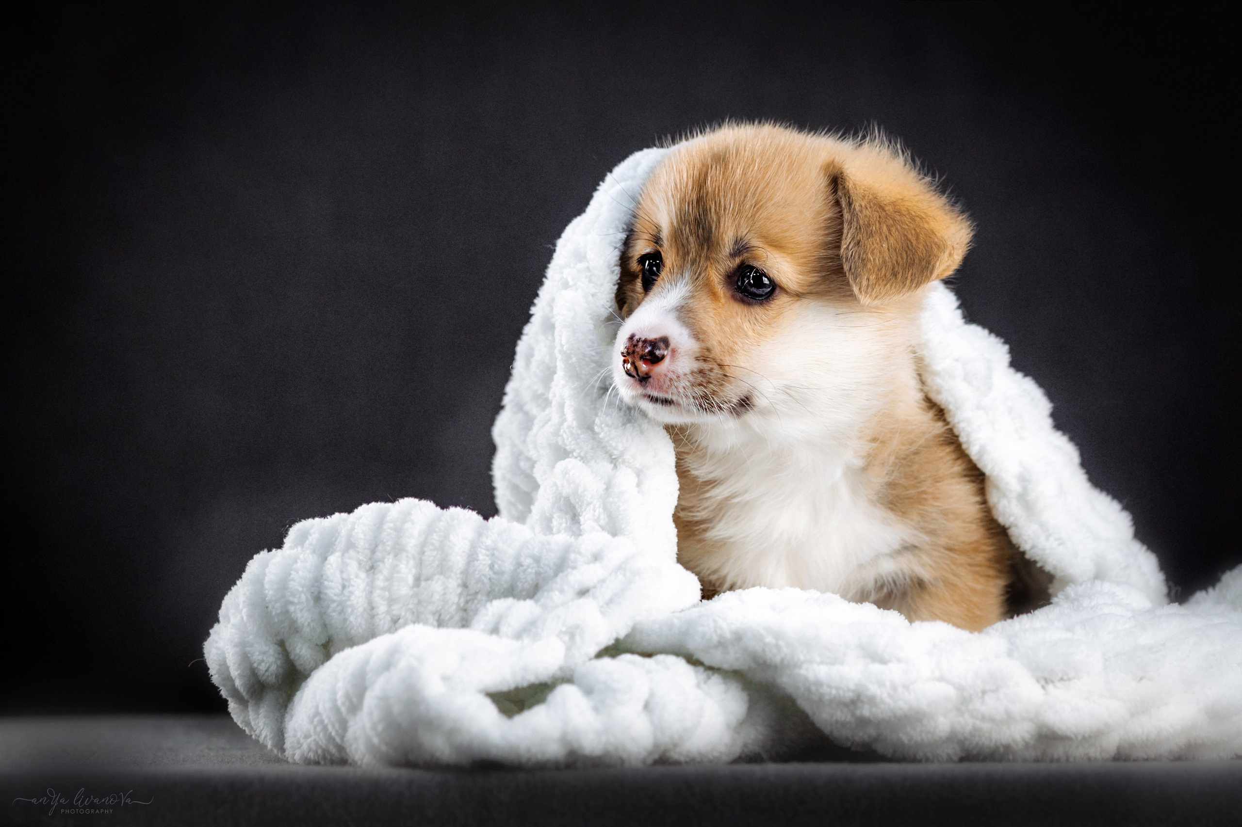 Коржики. Фотограф анималист Аня Ливанова | Рыбинск