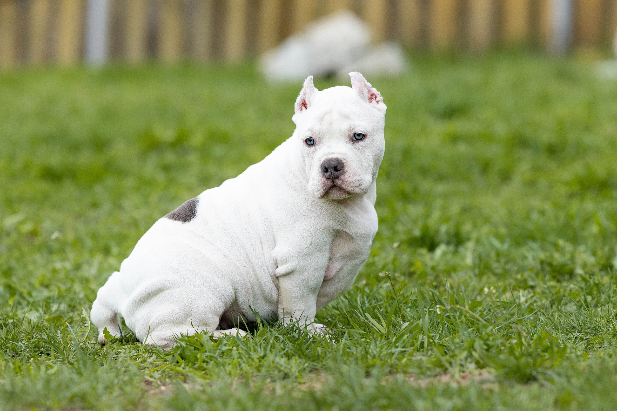 Щенки булли. Фотограф Анималист в Перми Анастасия Остерман