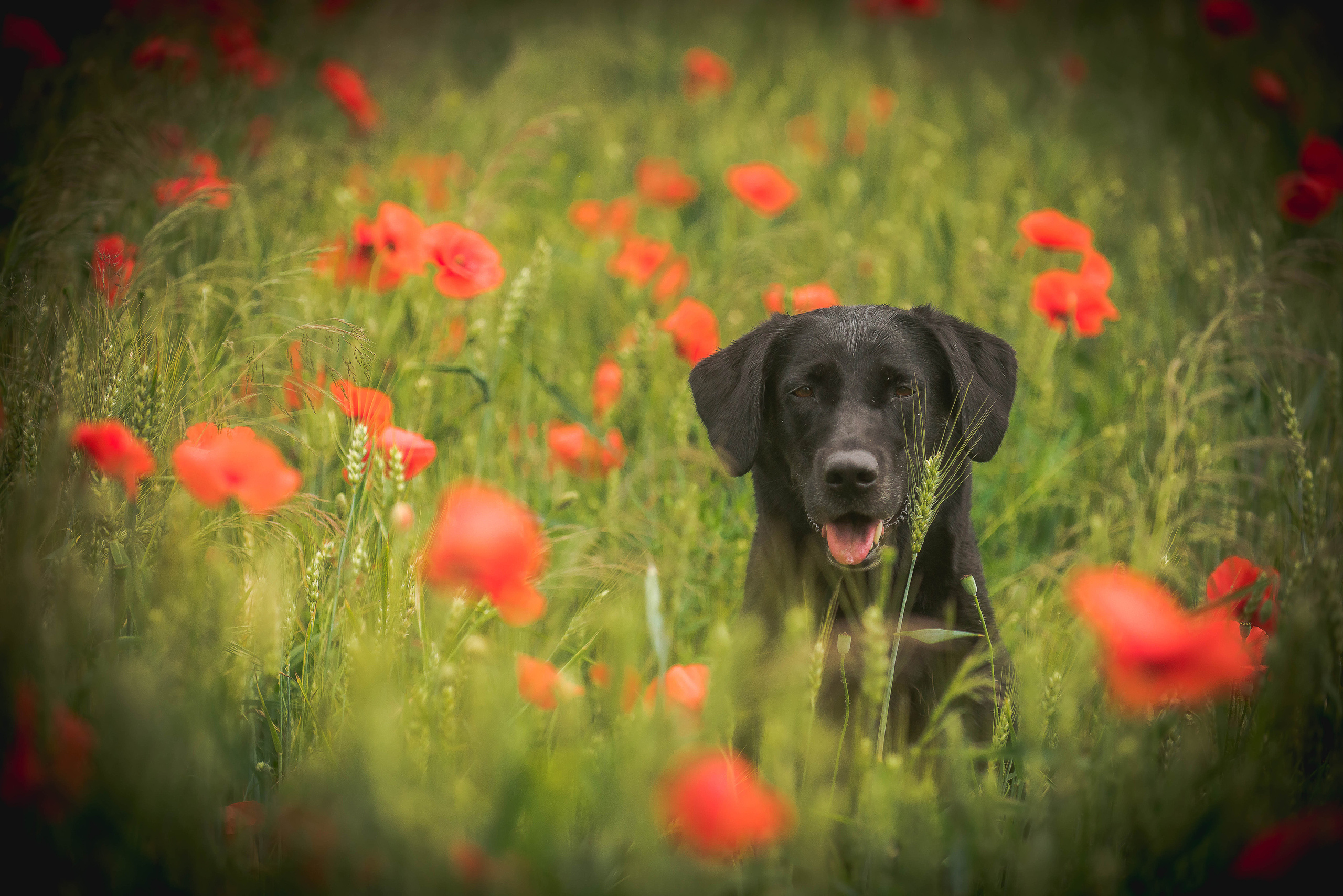 Фотограф-анималист Наталья Светличная