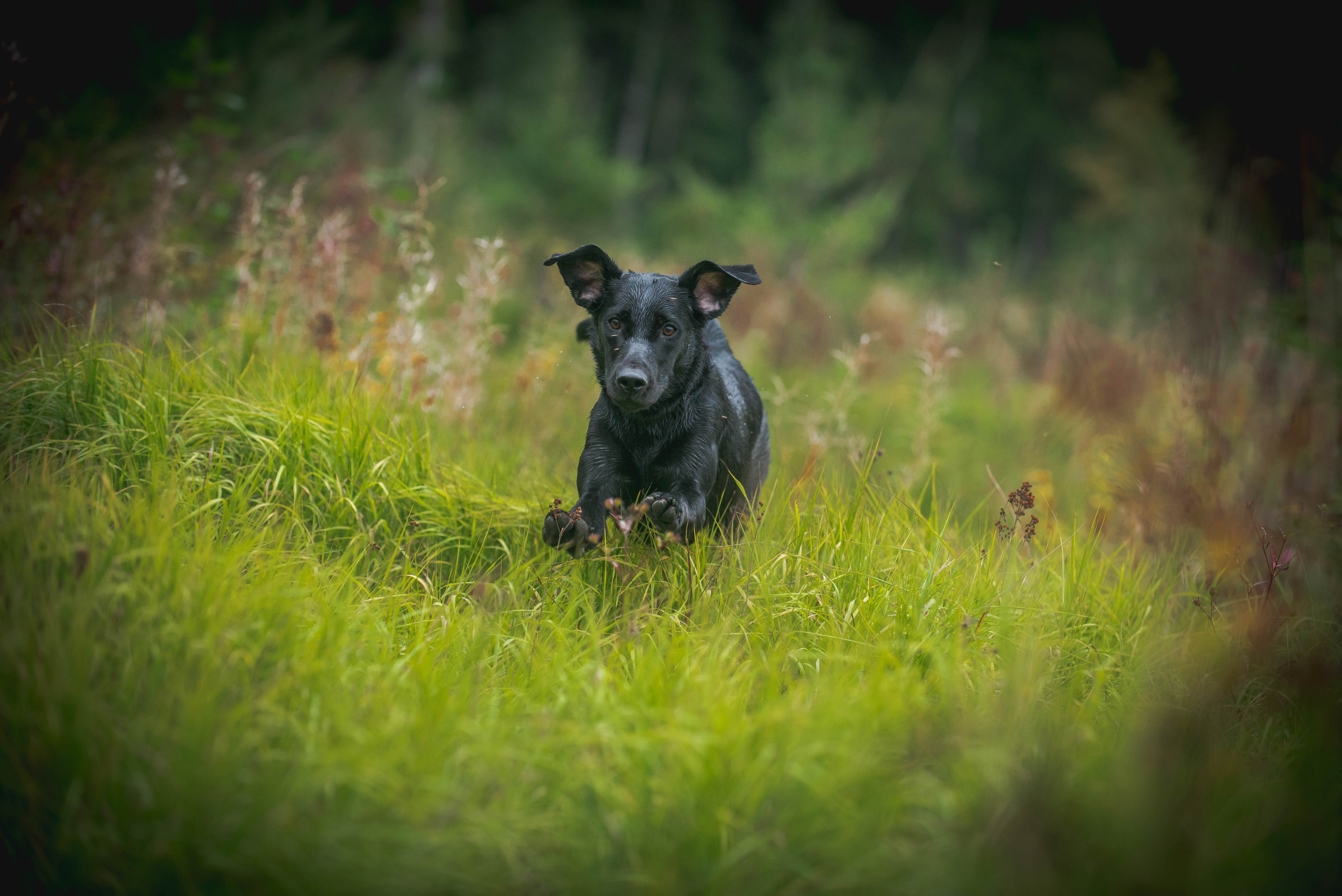 Фотограф-анималист Наталья Светличная