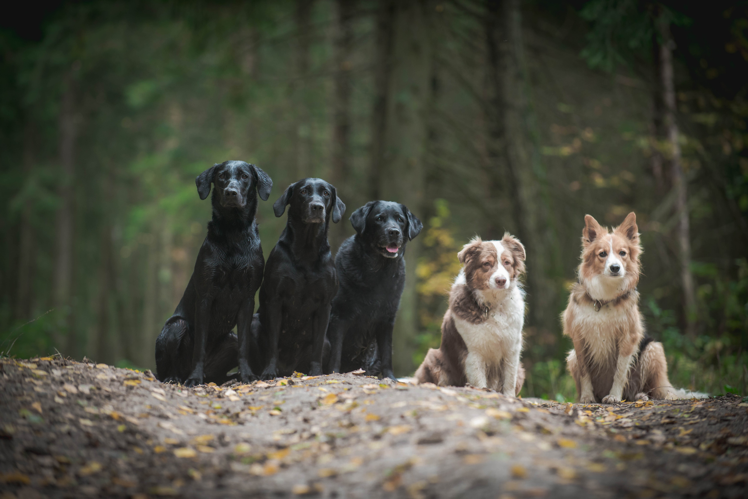 Фотограф-анималист Наталья Светличная