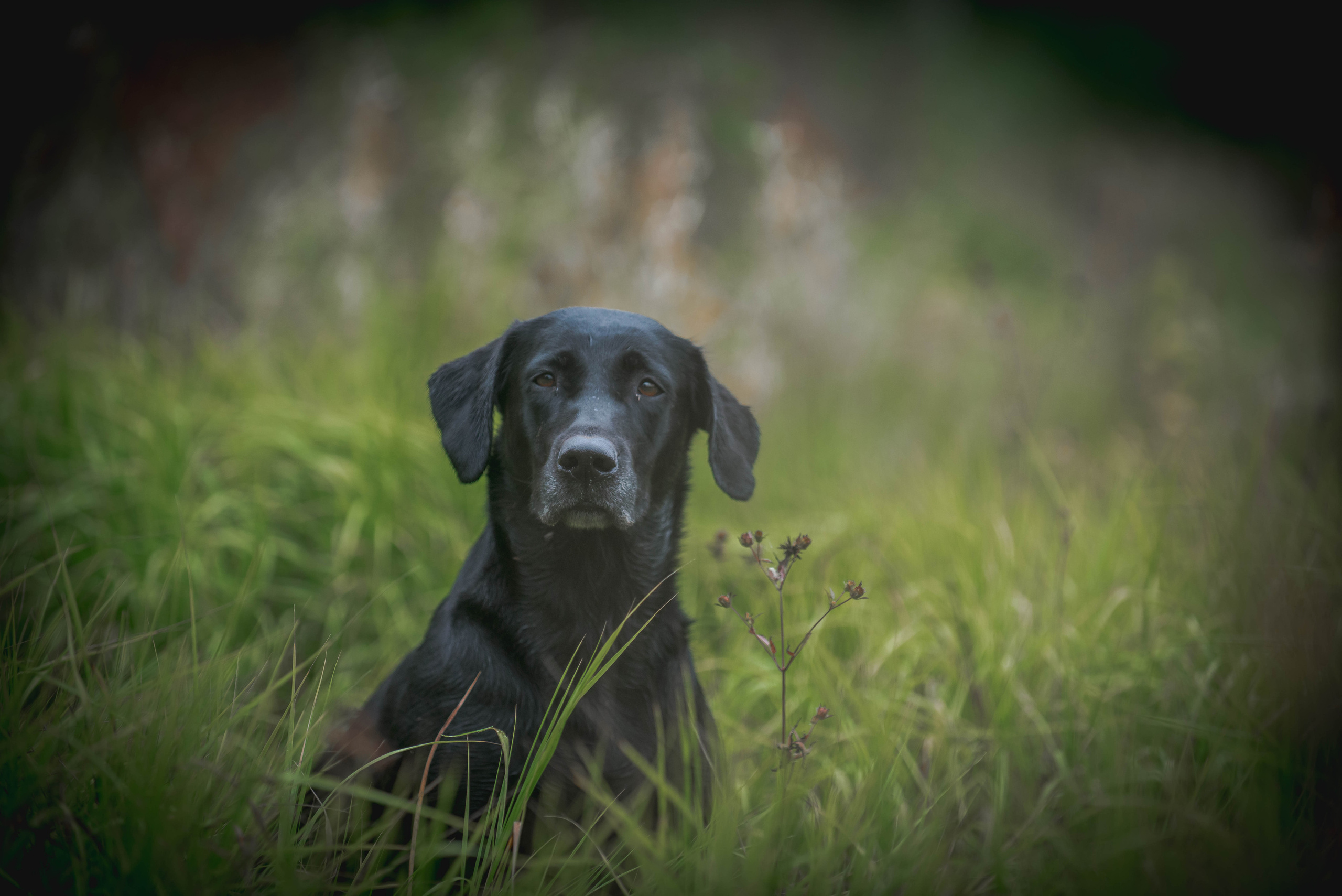 Фотограф-анималист Наталья Светличная
