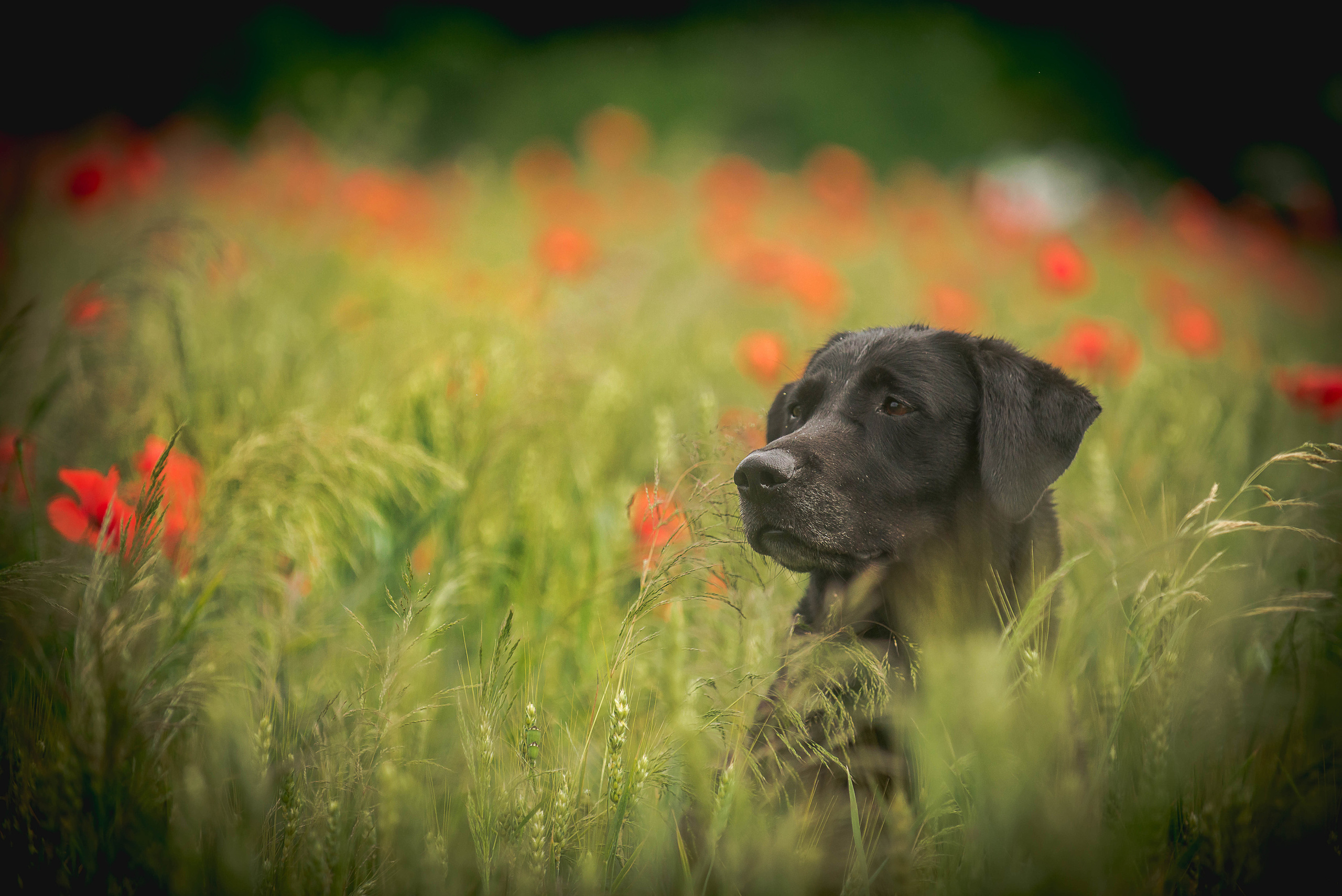 Фотограф-анималист Наталья Светличная