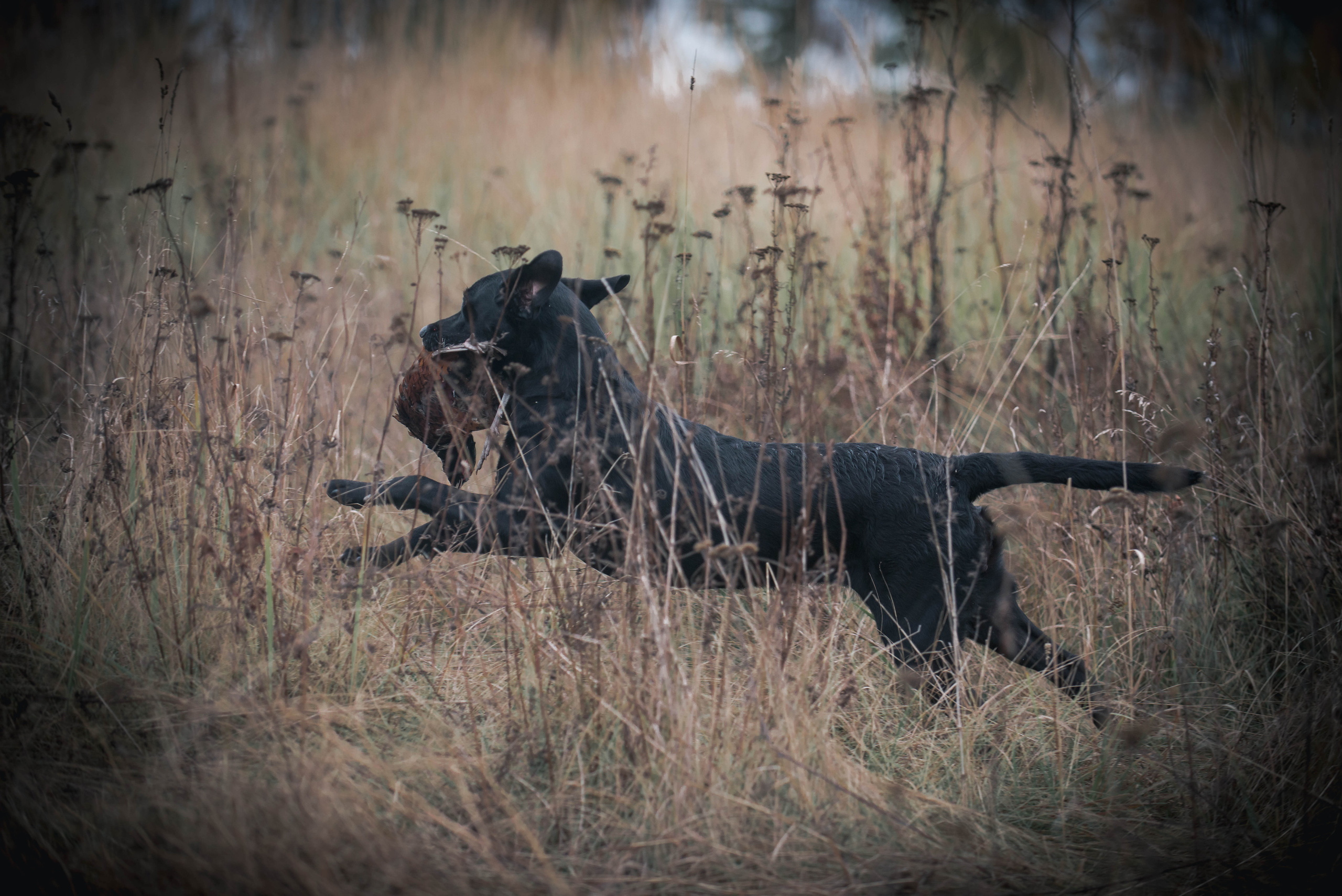 Фотограф-анималист Наталья Светличная