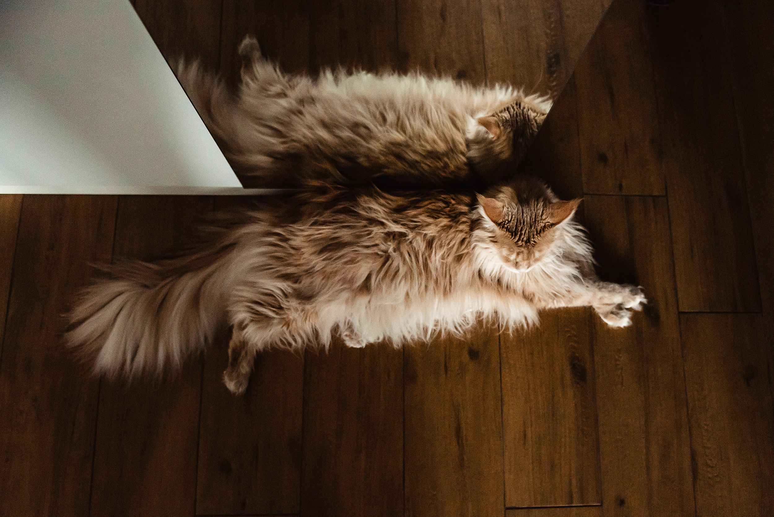 Алена, Виктор, Оливка и Ластик. Семейный Фотограф в Москве Ирина Хохлова