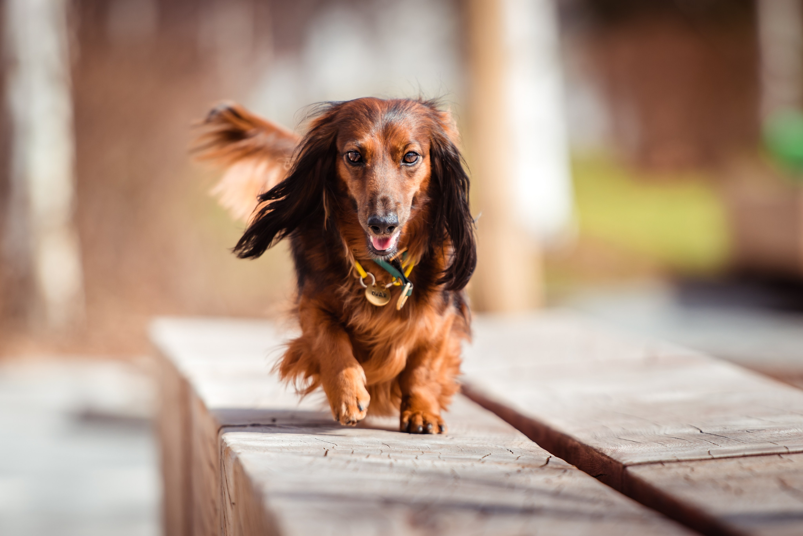 Таксы на Красной площади. Семейный Фотограф в Москве Ирина Хохлова