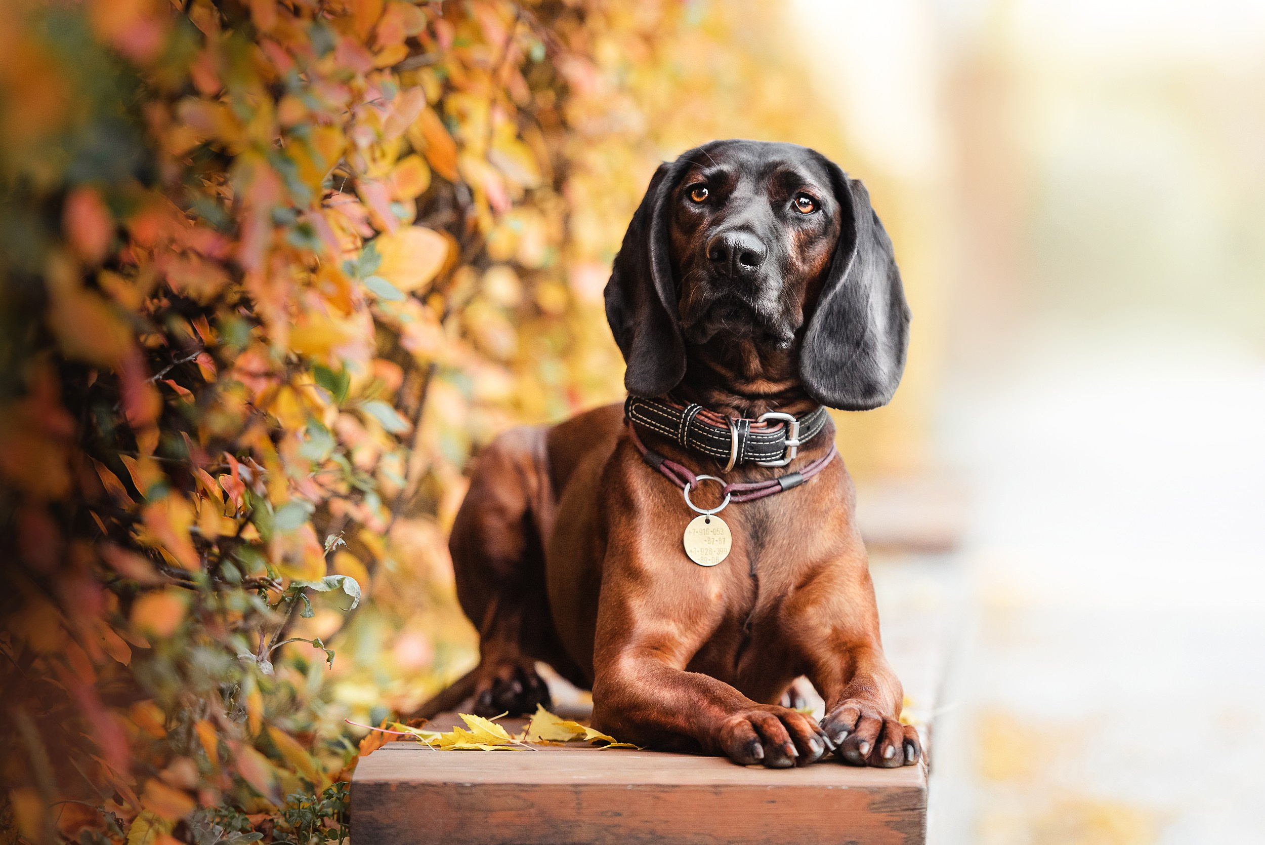 Катя, Дима и Дакота. Городская Love Story. Семейный Фотограф в Москве Ирина Хохлова