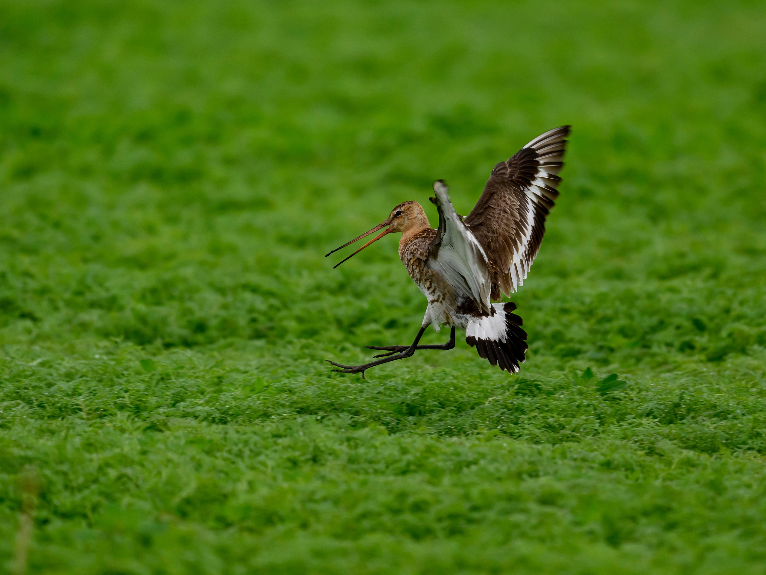 Веретенник. Фотограф Сергей Пупонин