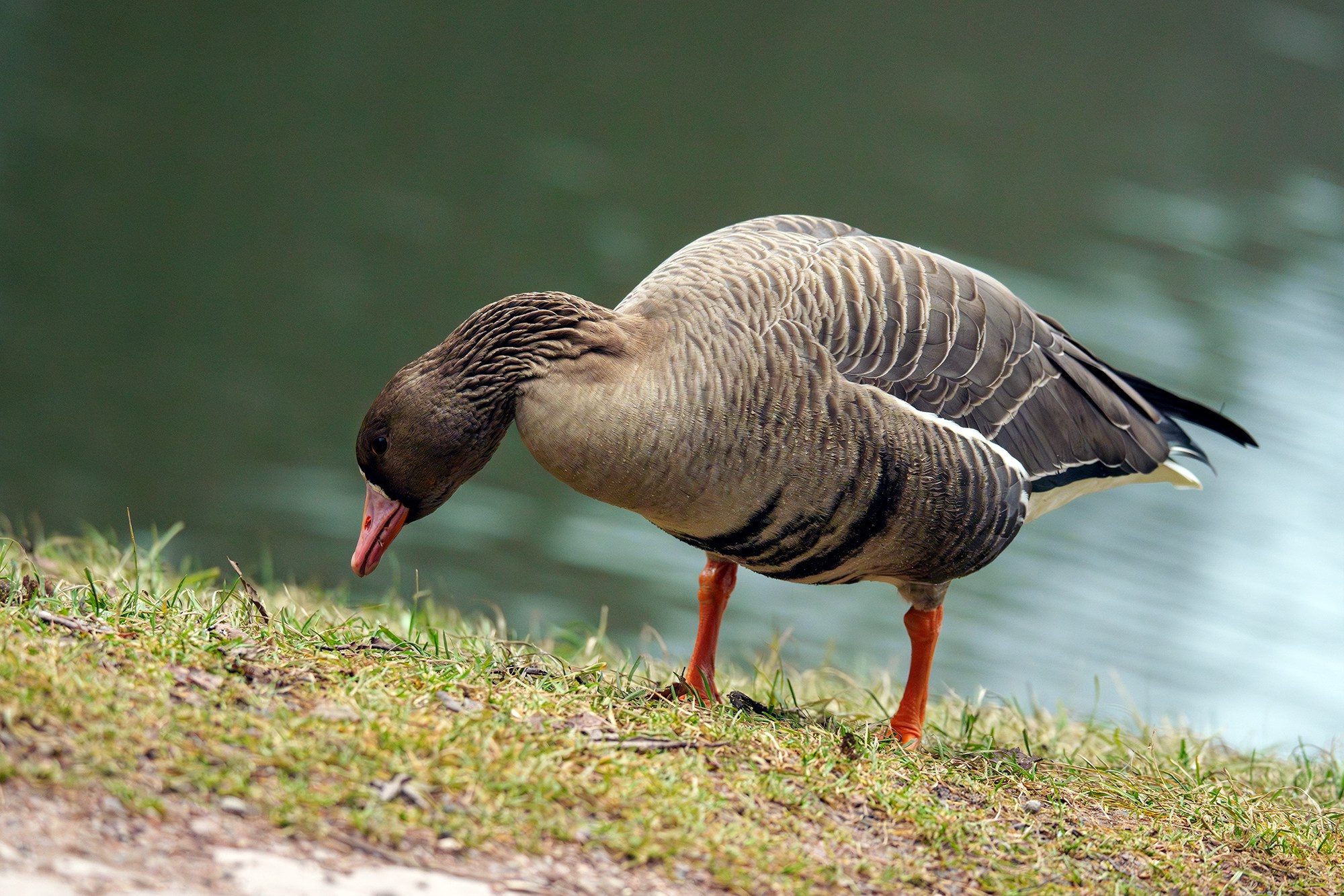 Удивительные мир птиц. Вокруг нас столько прекрасного — присмотритесь!. Ваш личный фотограф Марина Волкова
