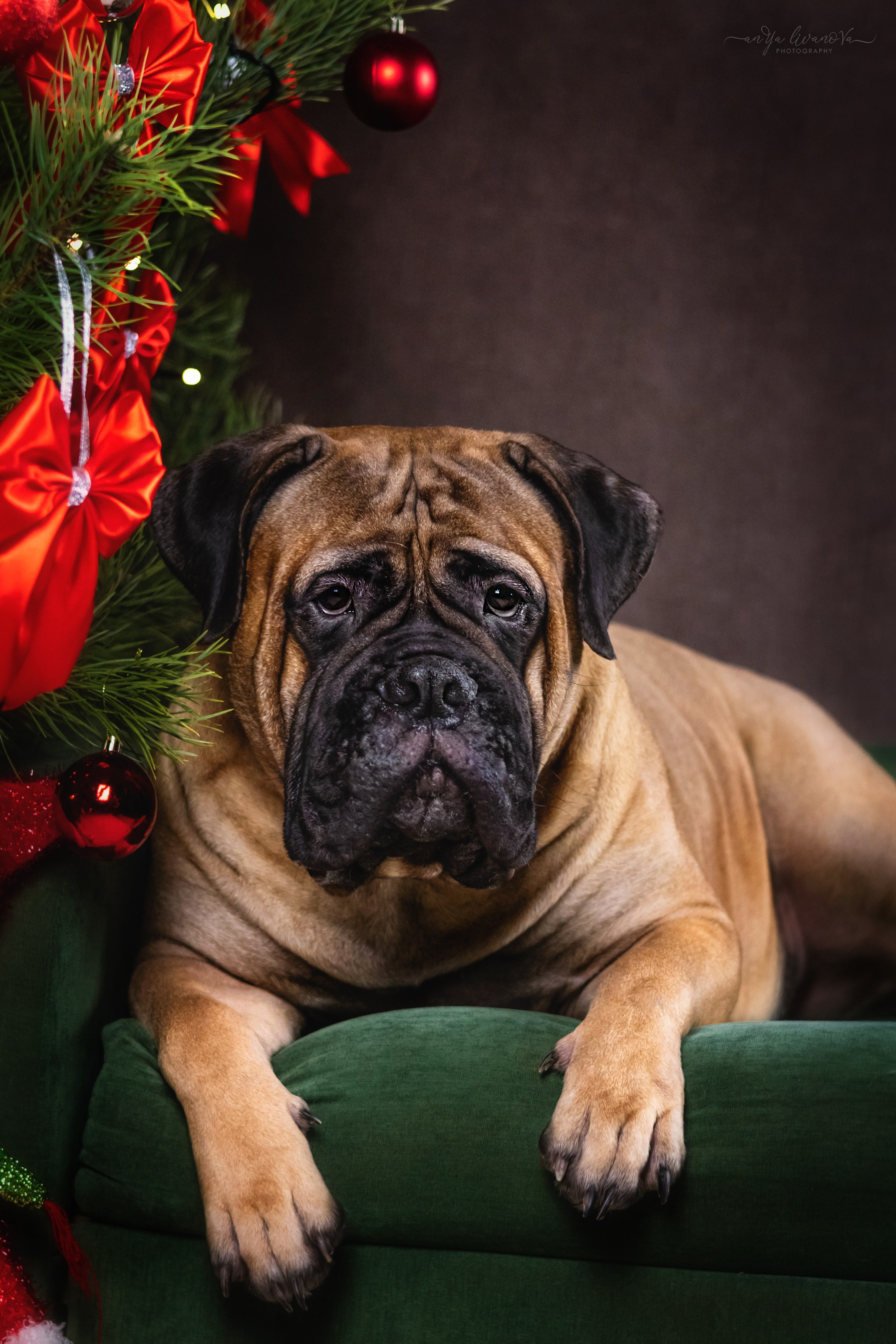 Новогодняя атмосфера в «Simply the Best». Фотограф анималист Аня Ливанова | Рыбинск