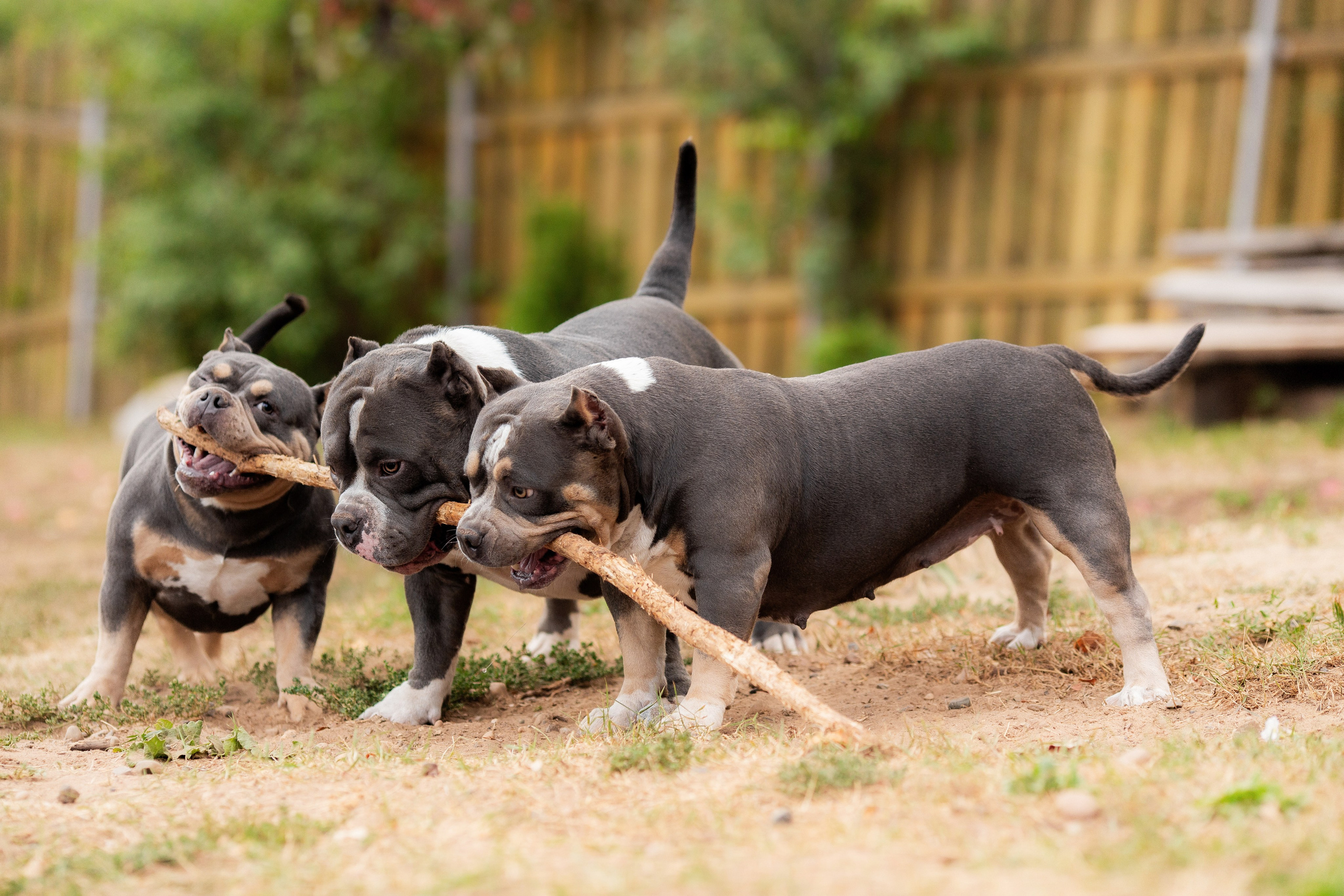 Наталья и булли. Фотограф Анималист в Перми Анастасия Остерман