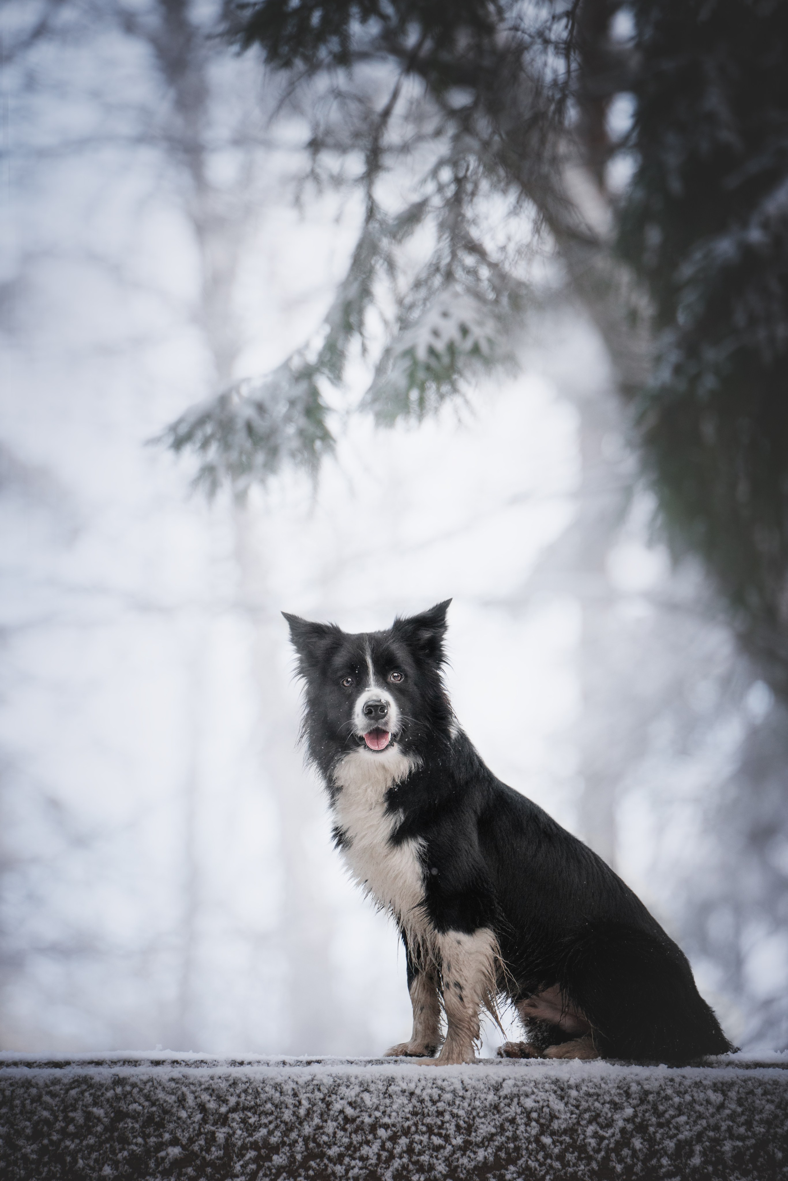 Маккензи. Фотограф анималист Осипчикова Мария