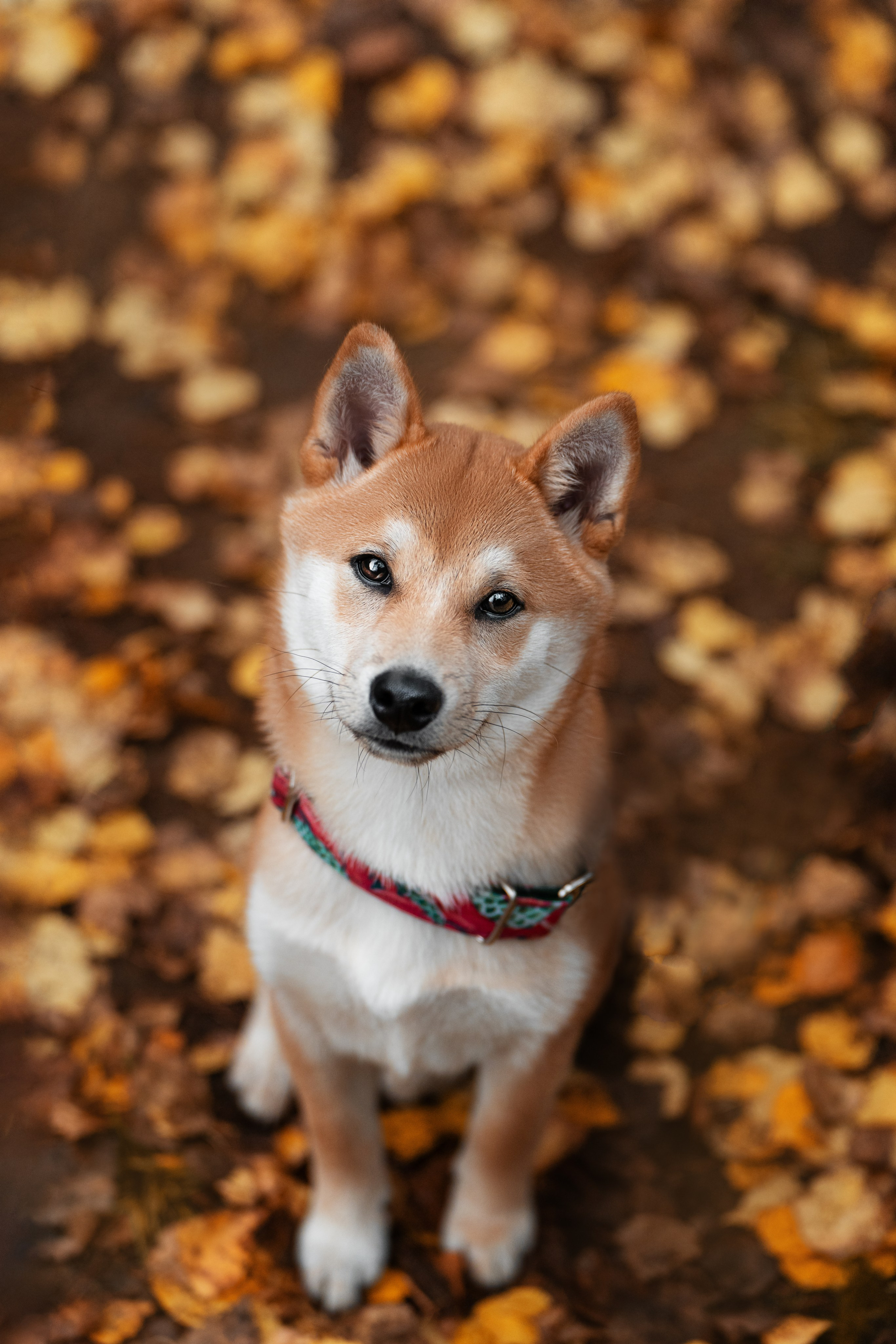 Сабуру. Фотограф анималист Осипчикова Мария