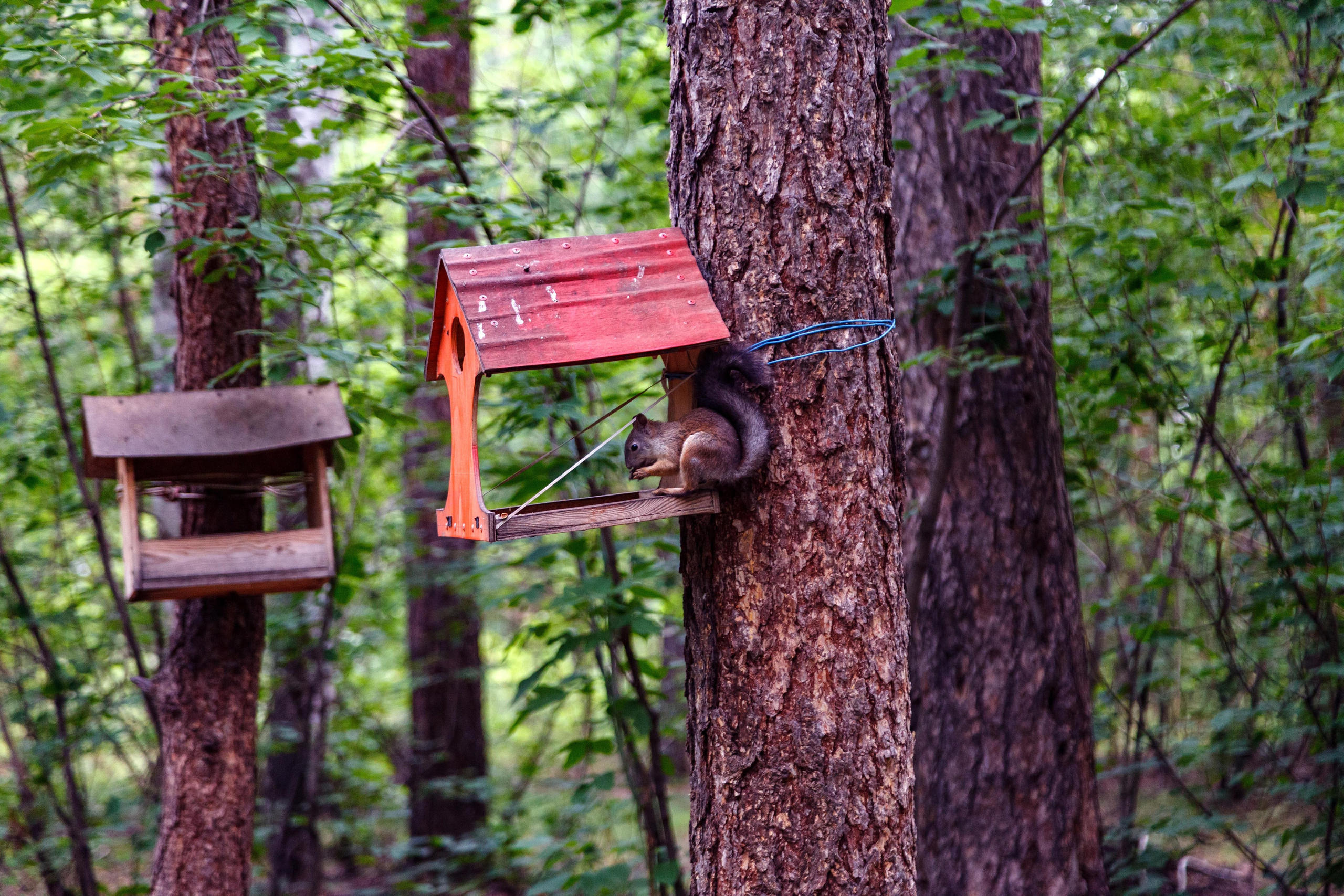 Белки / Squirrels. Фотограф Андрей Гузеев