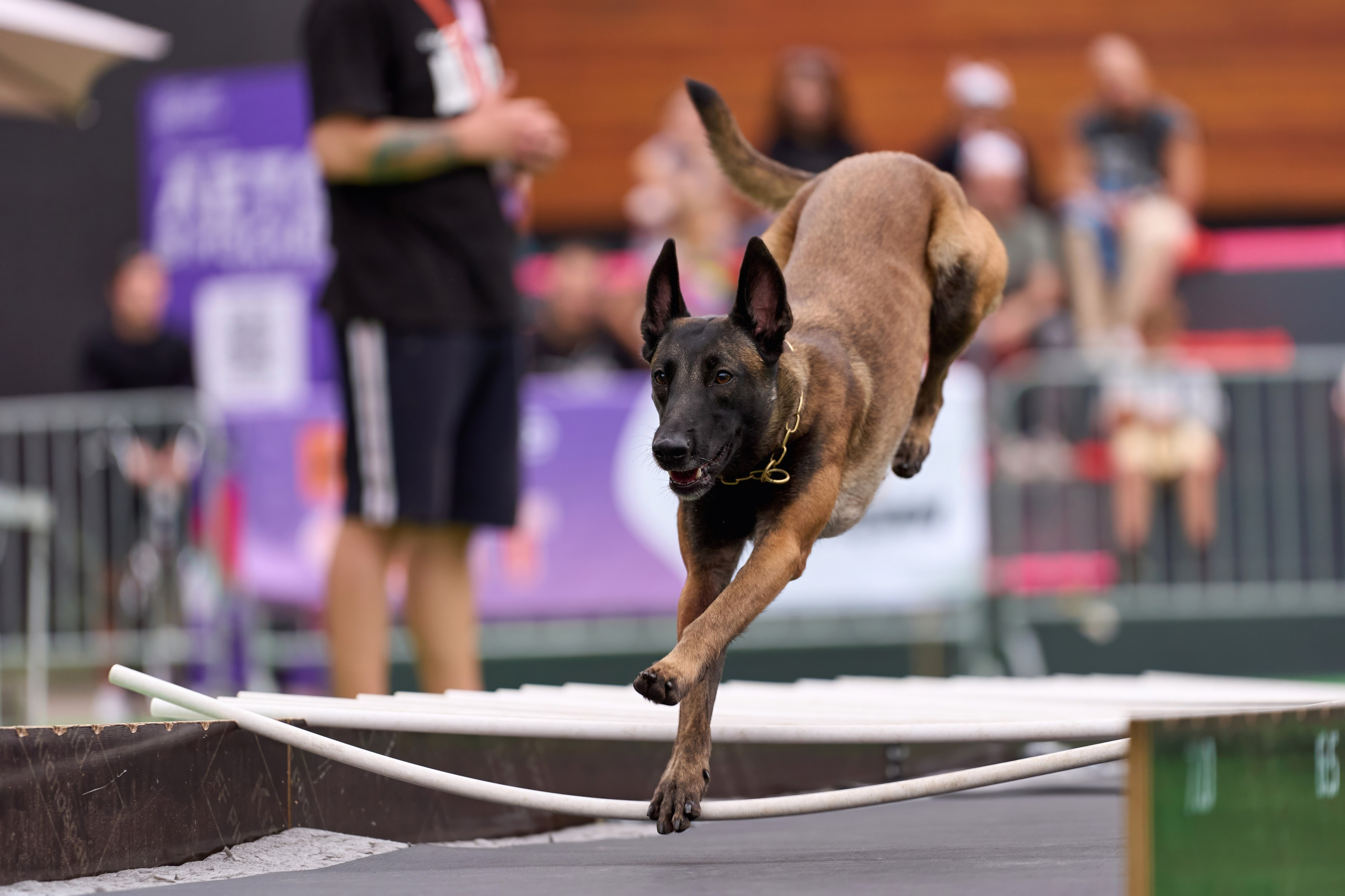 4 лапы Фест. Многоборье. Фотограф-анималист Михаил Манухин