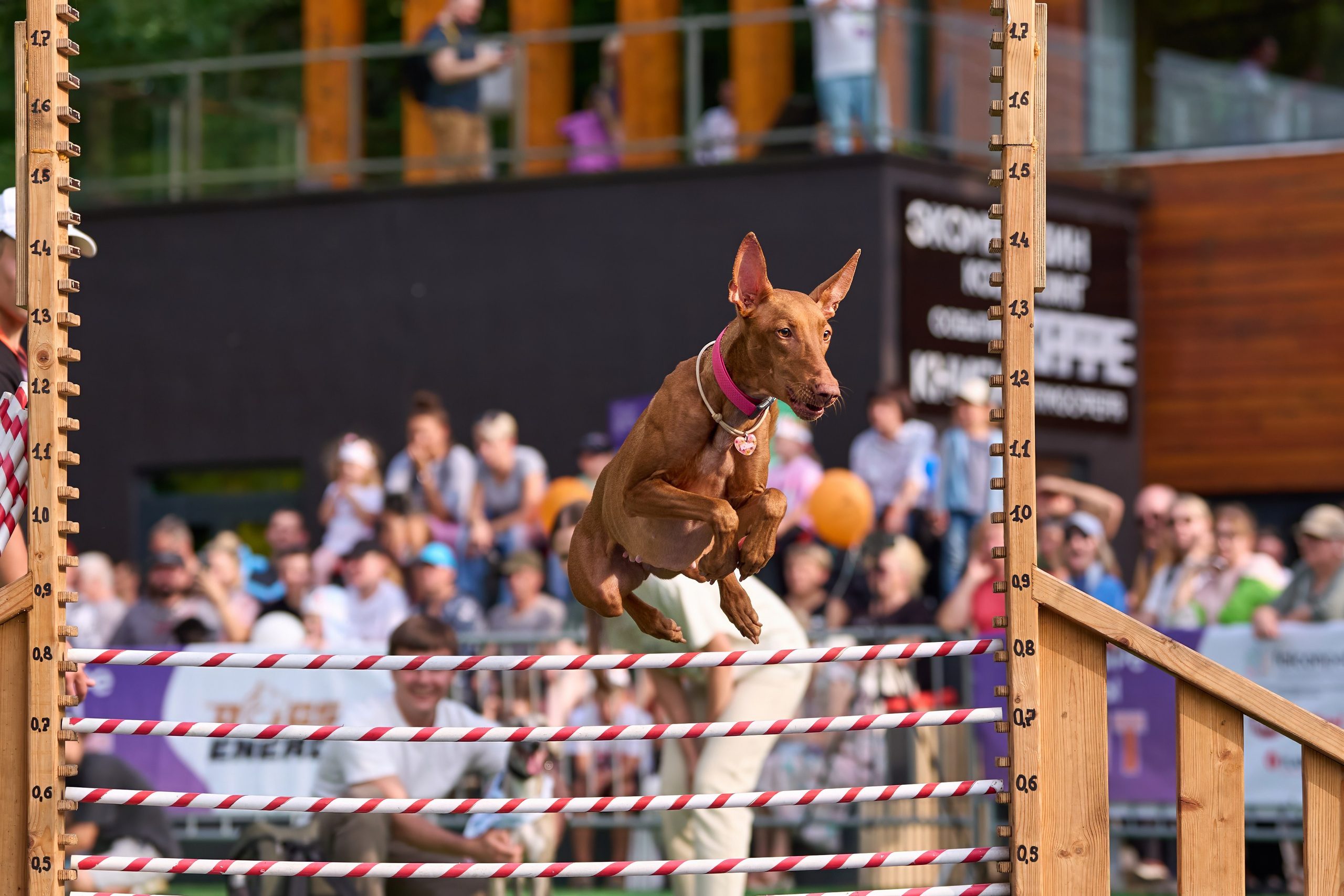 4 лапы Фест. Многоборье. Фотограф-анималист Михаил Манухин
