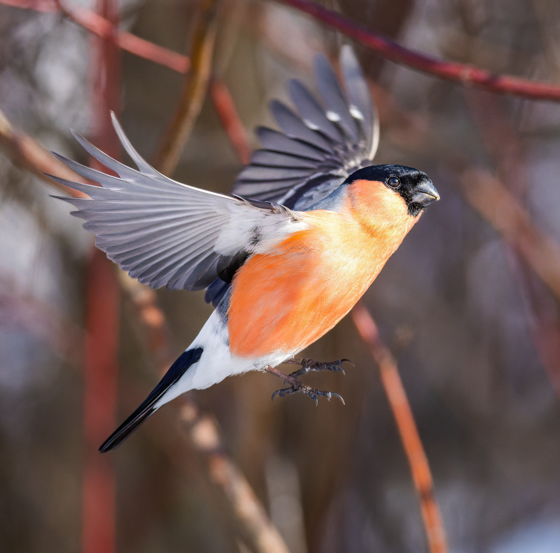 Анималистика. Константин Дем | Фотограф