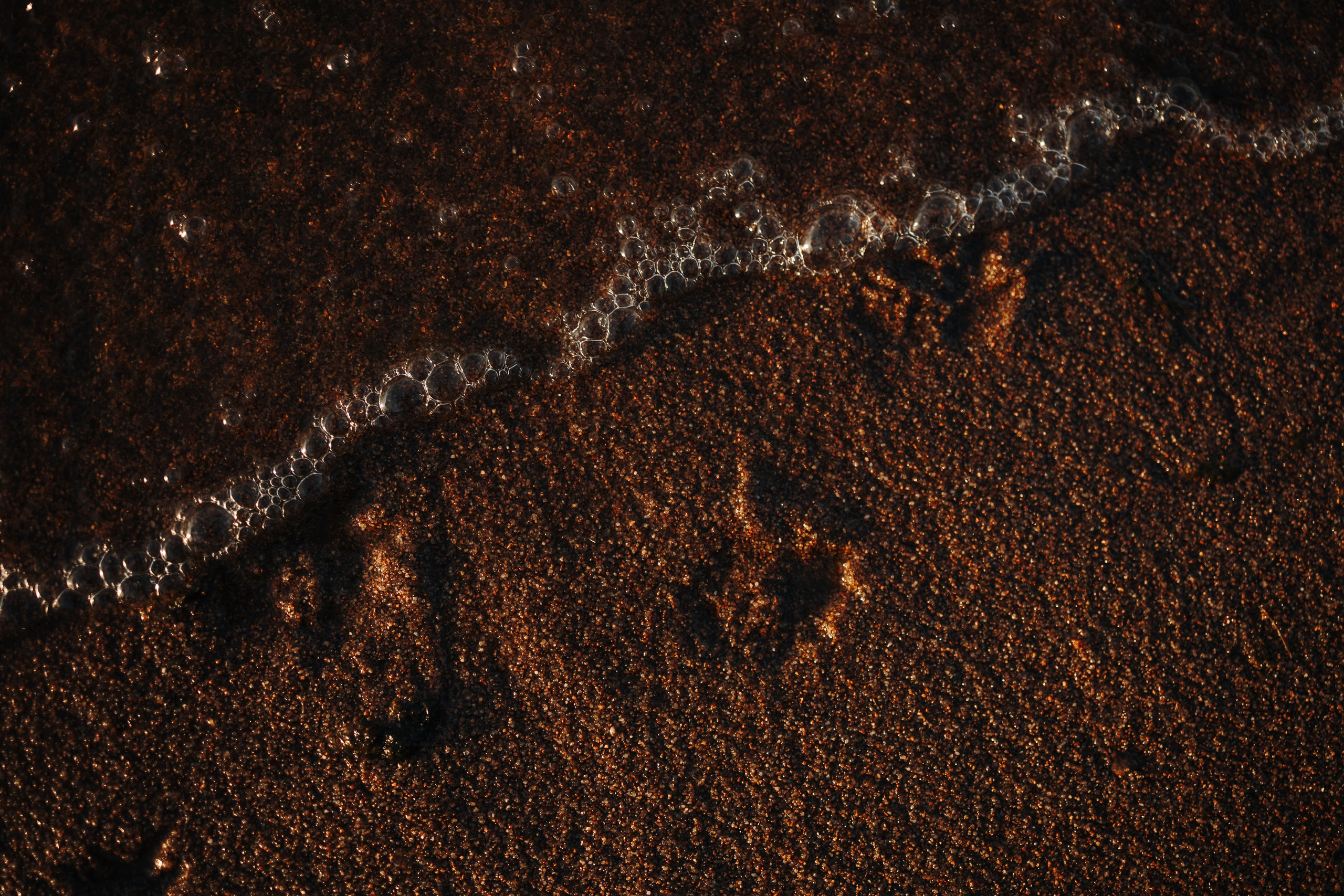 Найт и его семья. Фотограф — Анималист | Санкт-Петербург