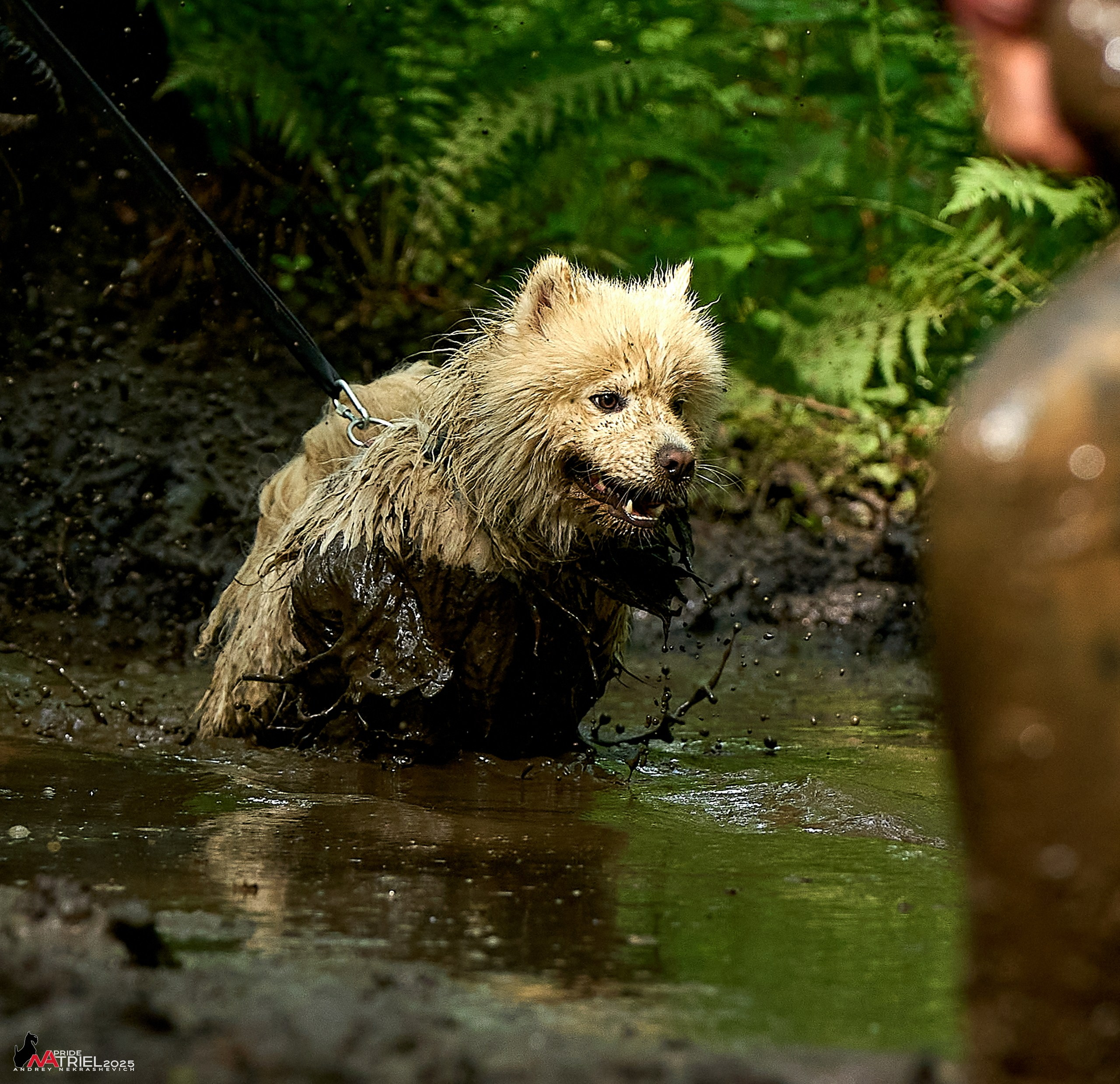 Russian Extreme Dog Trail — 2025