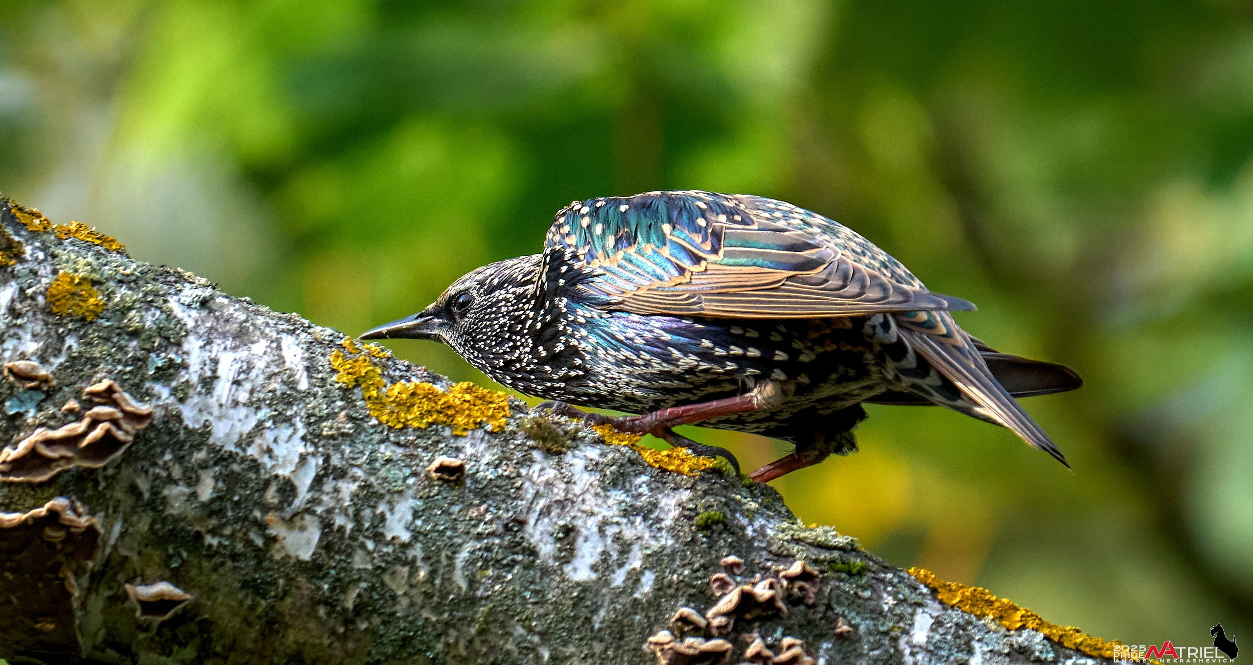 Съемка с объективом Sony 200-600 на камеру Sony A1m2