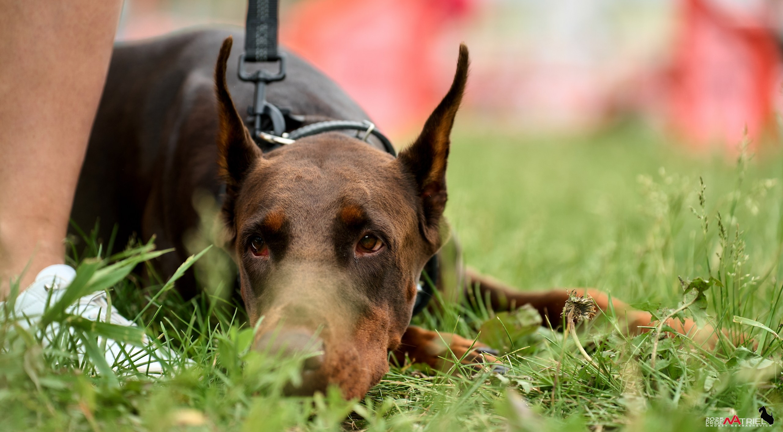 Russian Extreme Dog Trail — 2025
