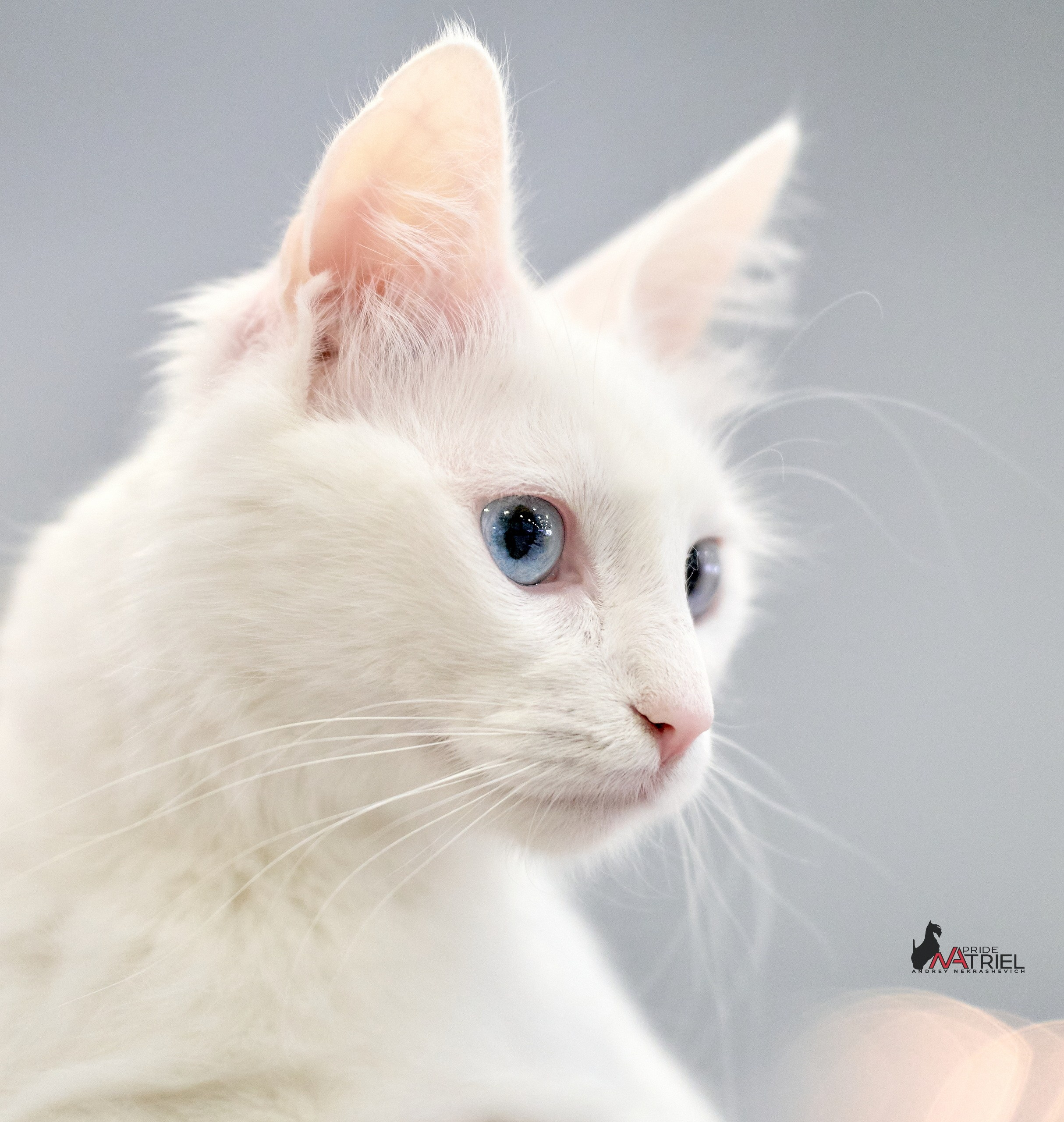 Кошки на выставках — галерея NATRIEL