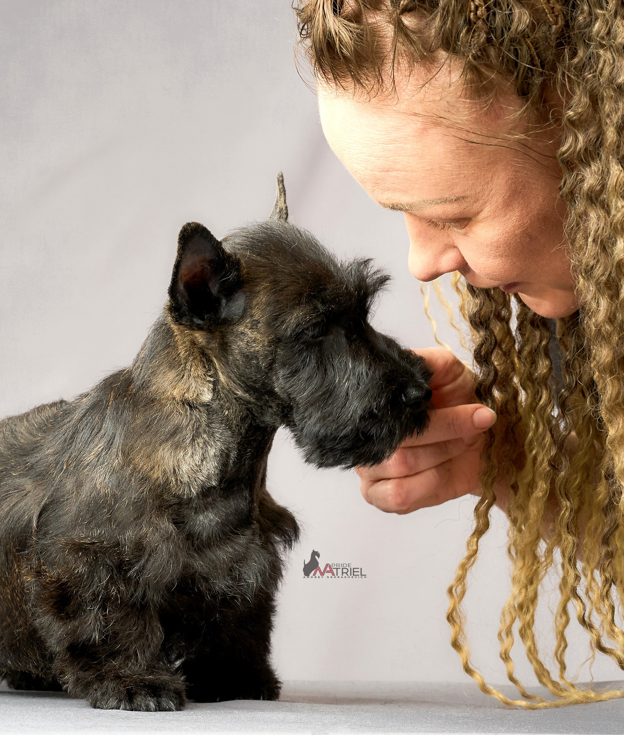 Съемка щенков скотч-терьеров