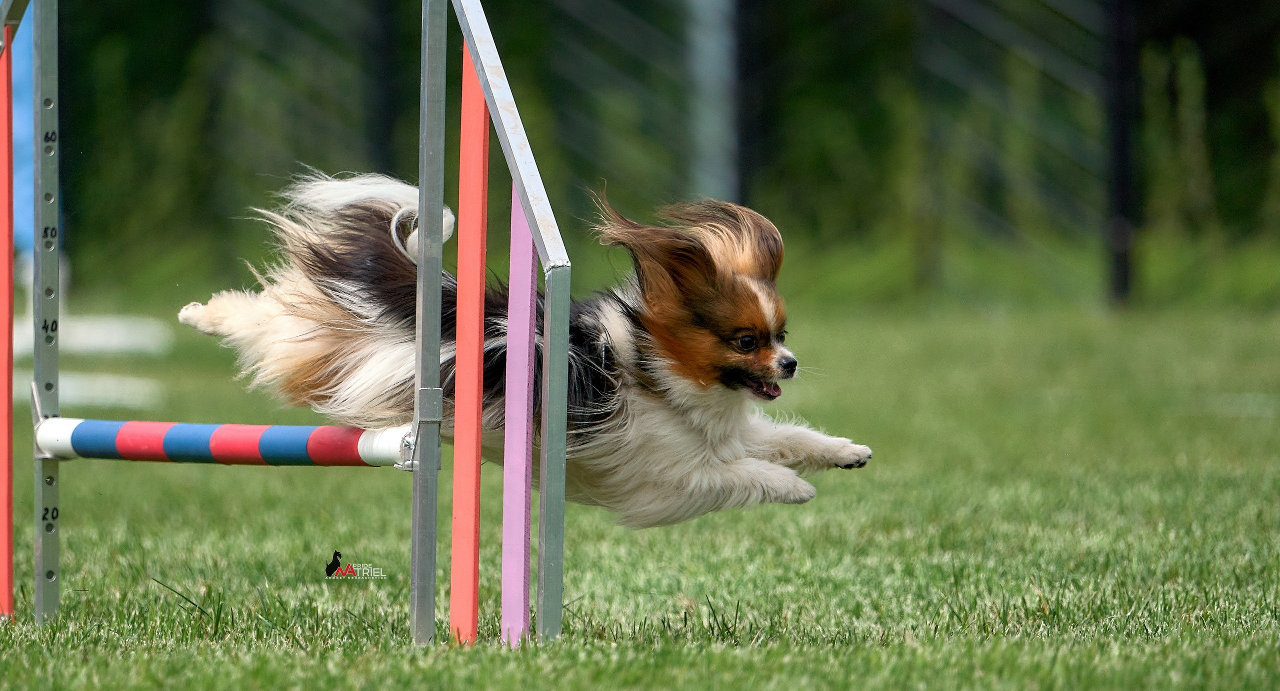 Аджилити — галерея NATRIEL