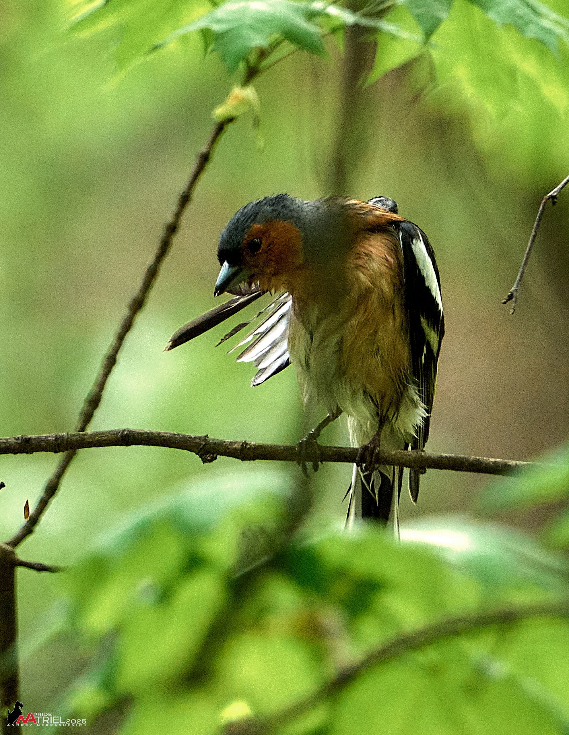 Съемка в майском лесу