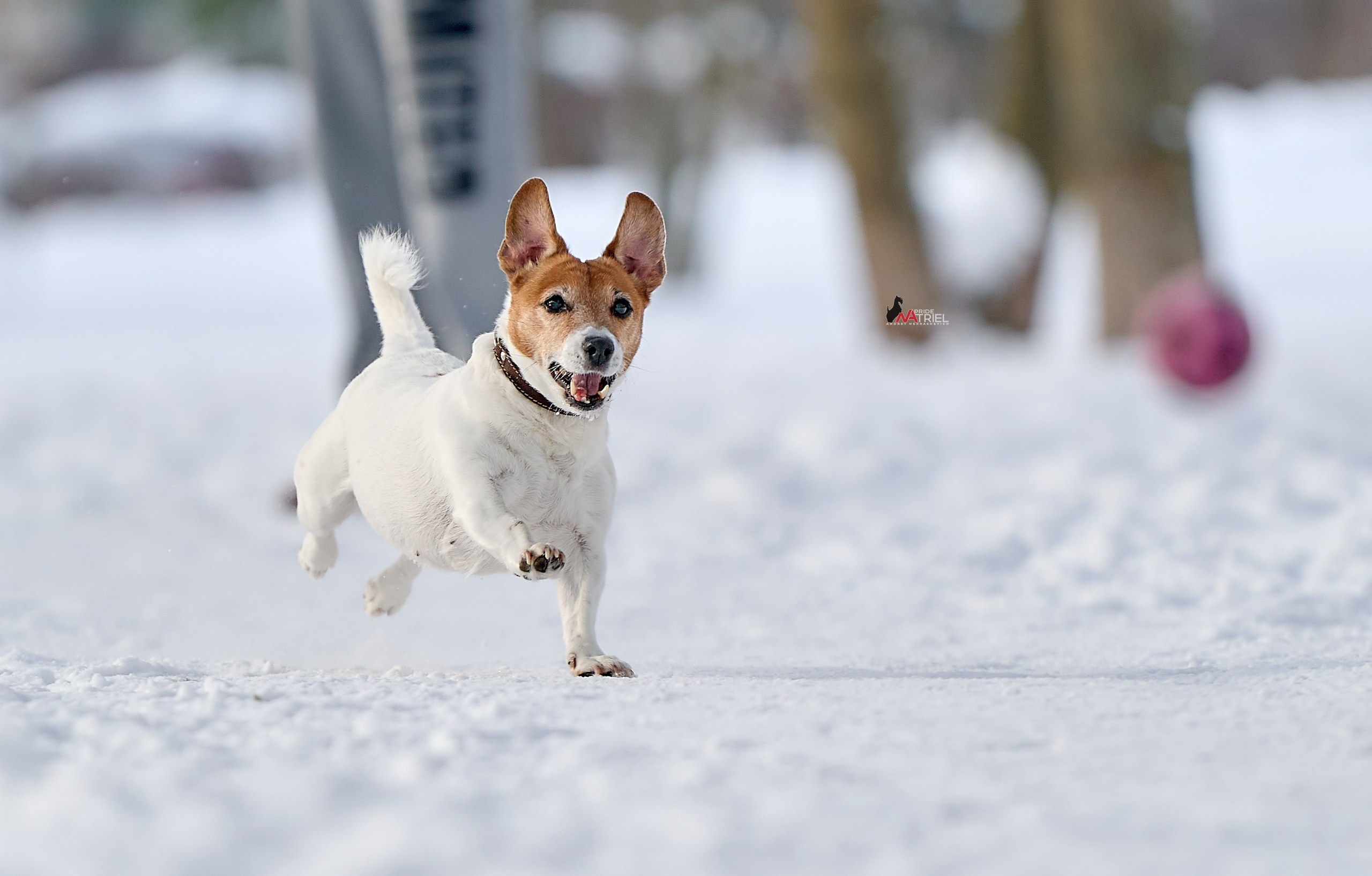 Прогулка в движении — галерея NATRIEL