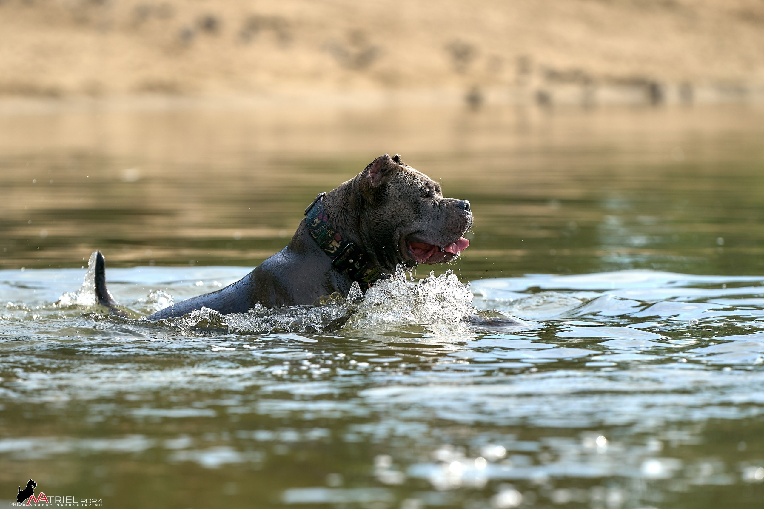 Фотопрогулка с булли