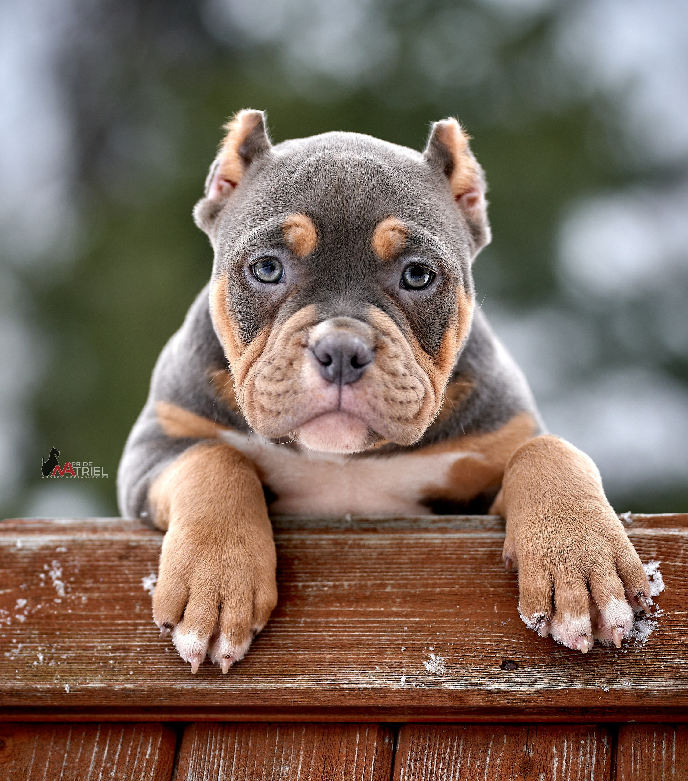 Щенки на прогулке — галерея NATRIEL