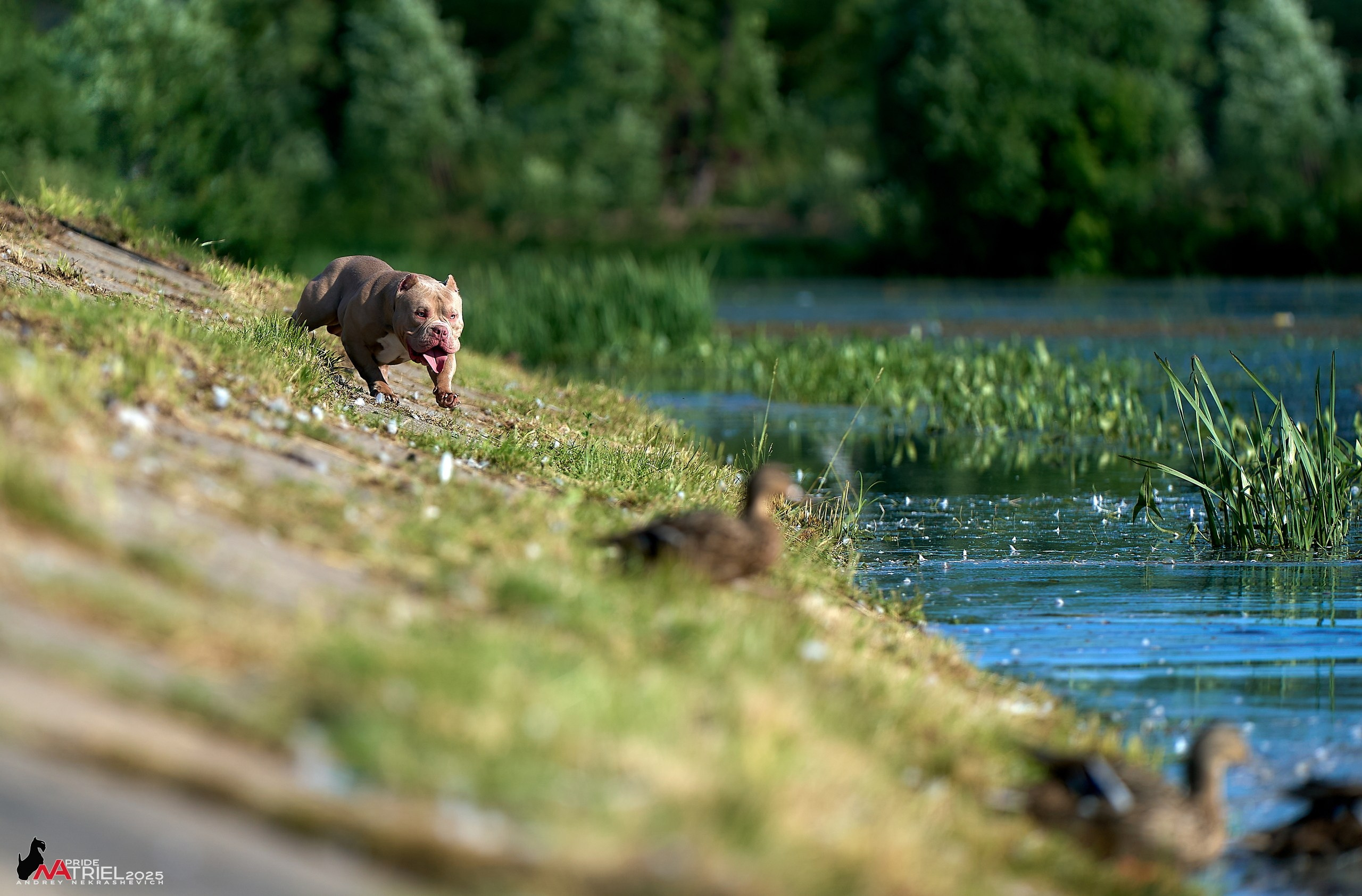 Съемка собак породы булли на природе