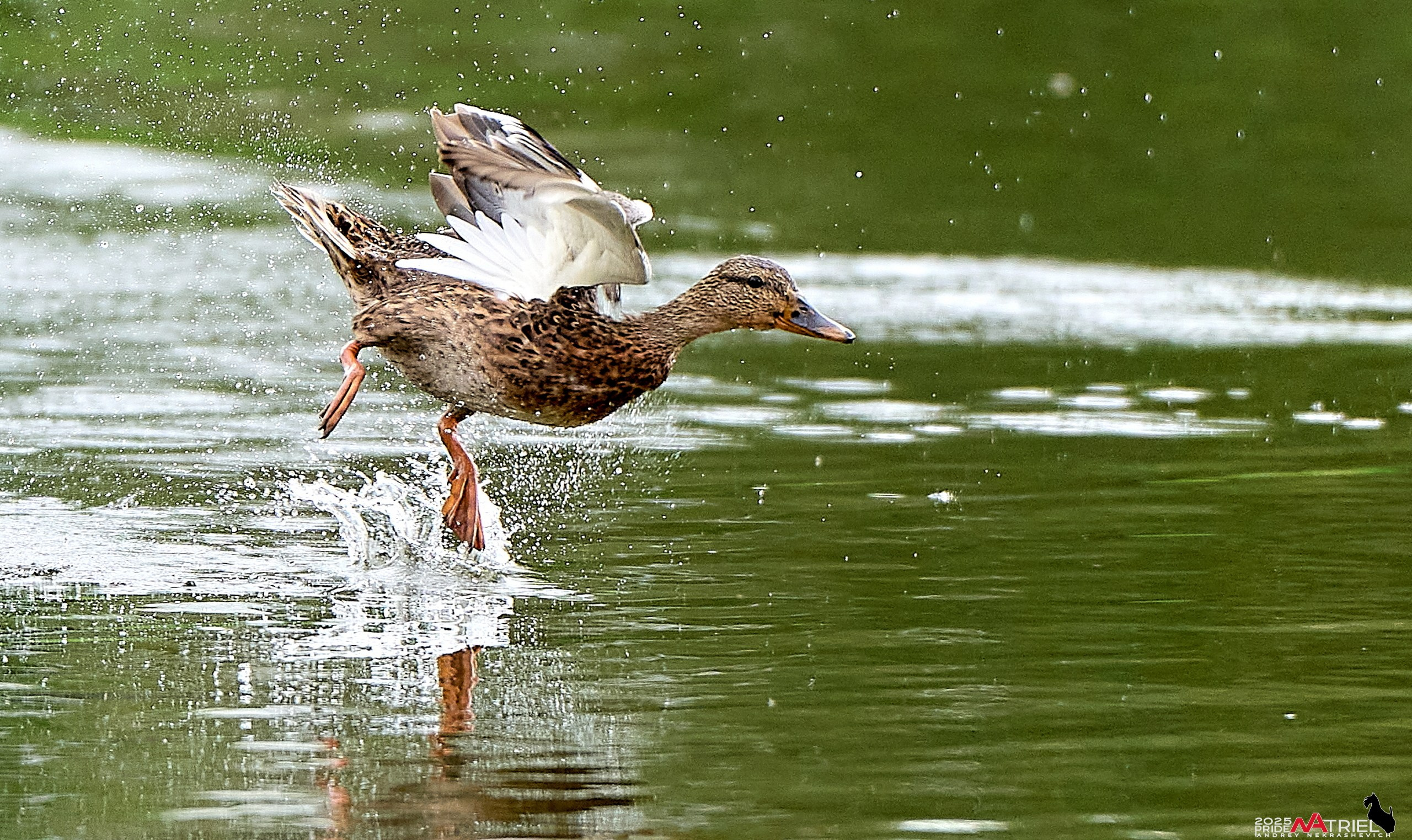 Утки на пруду