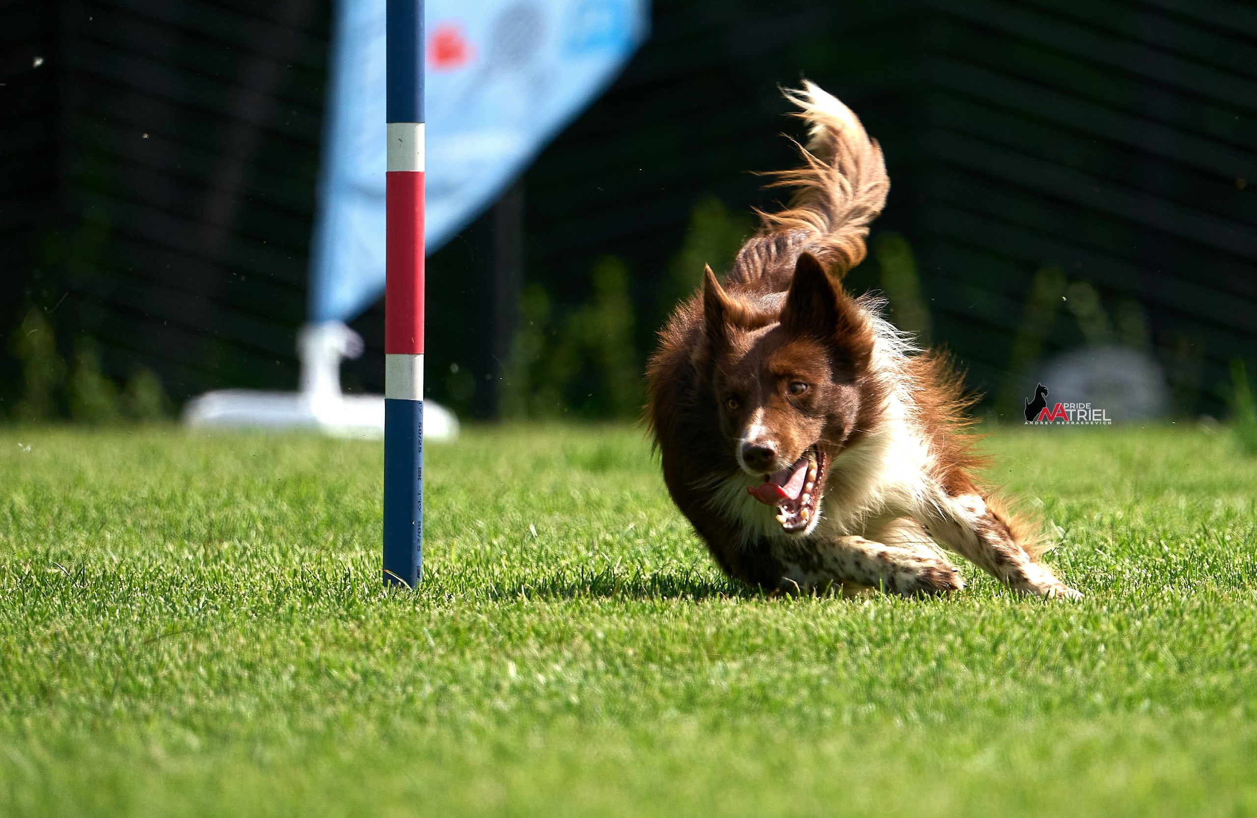 Портфолио NATRIEL