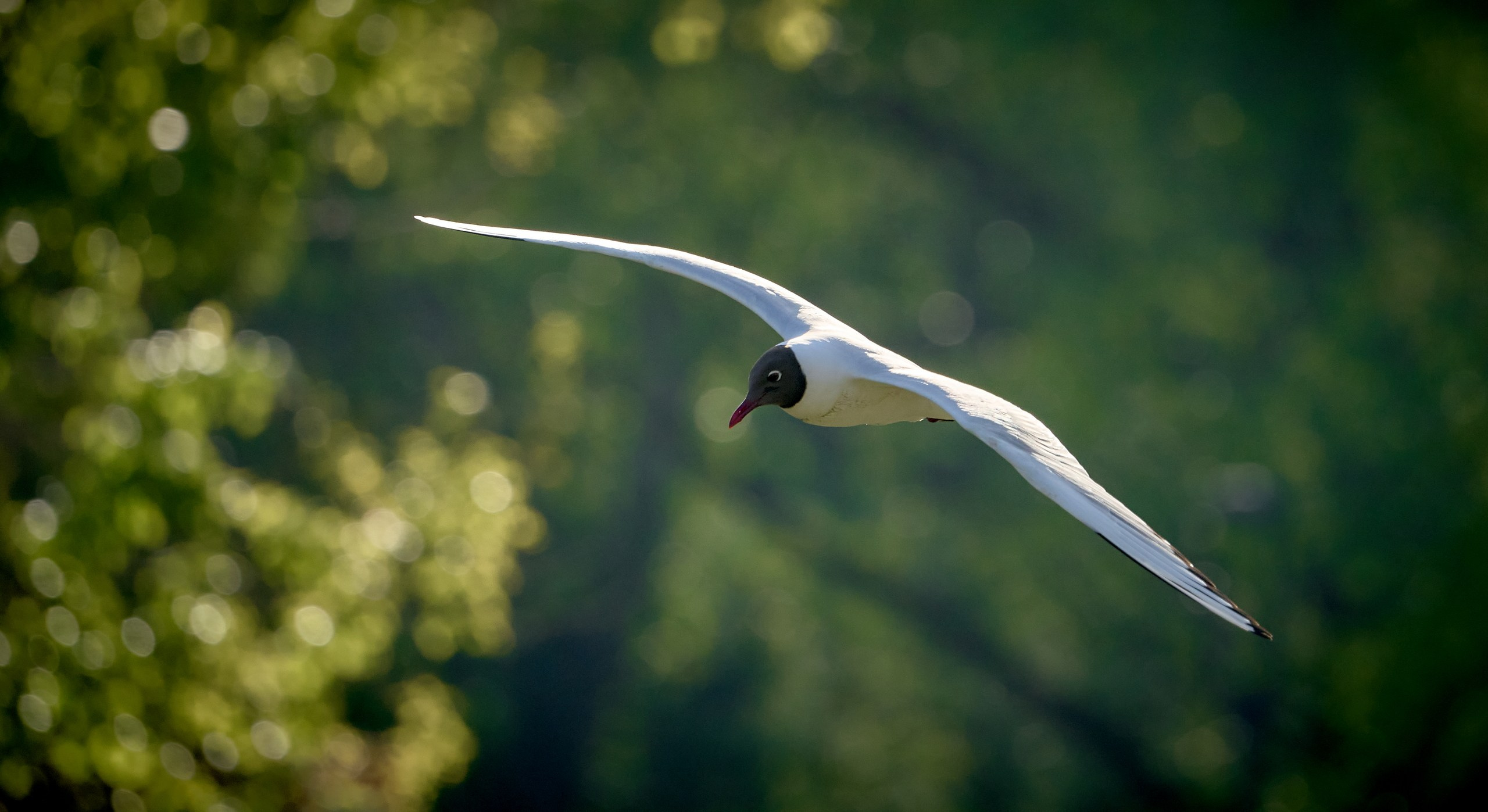 Фото птиц — галерея NATRIEL