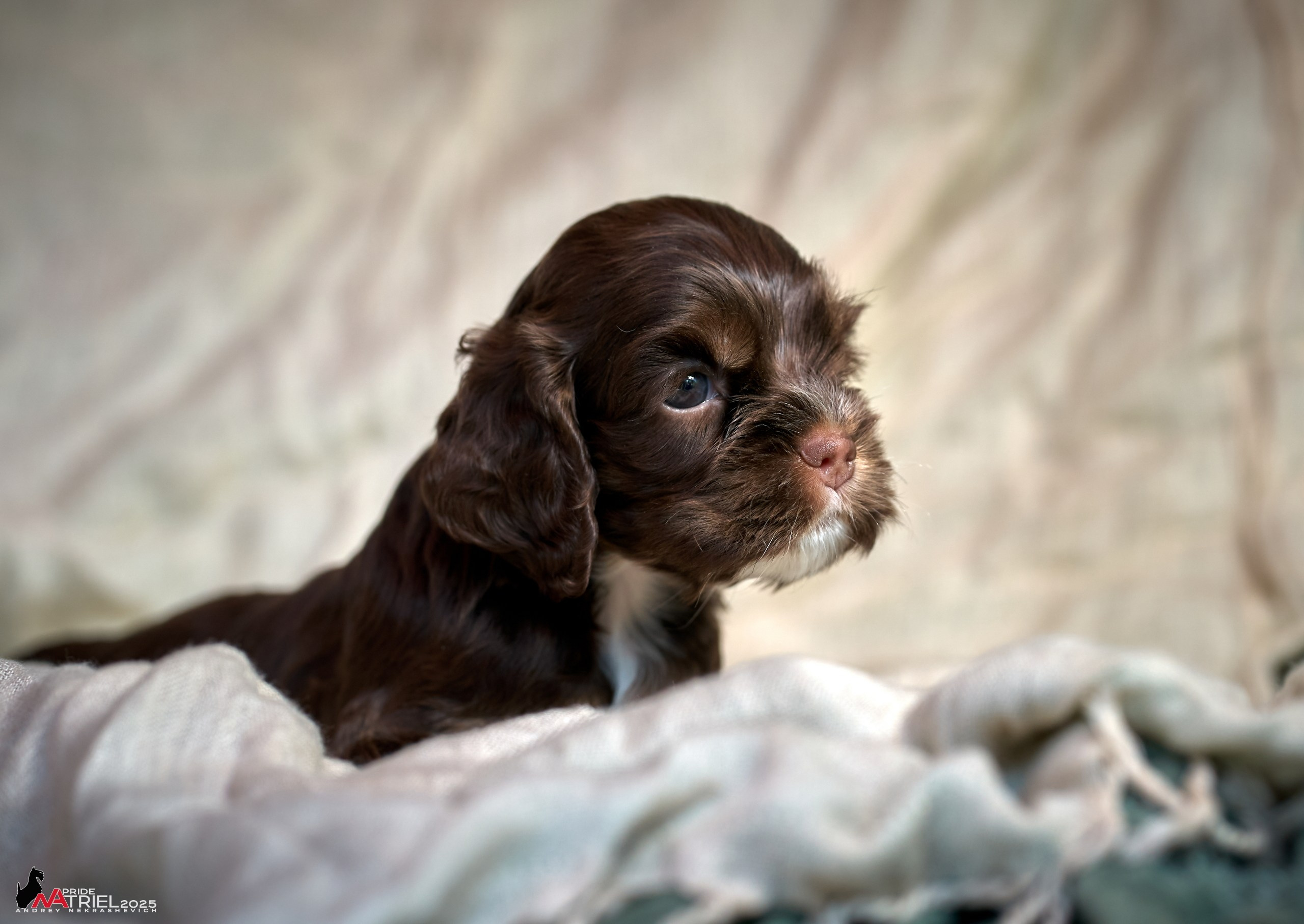 Щенки АмКокеров